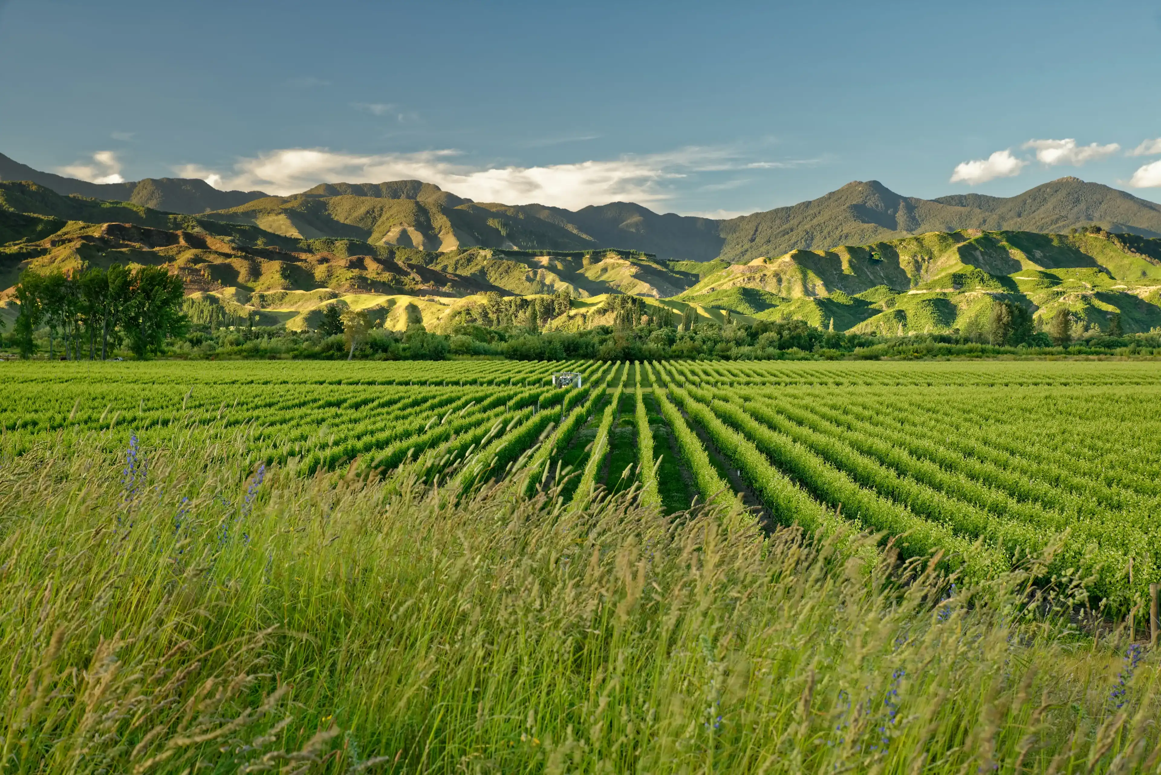 Wineyard, winery New Zealand, typical Marlborough landscape with wineyards and roads, hills and mountains.