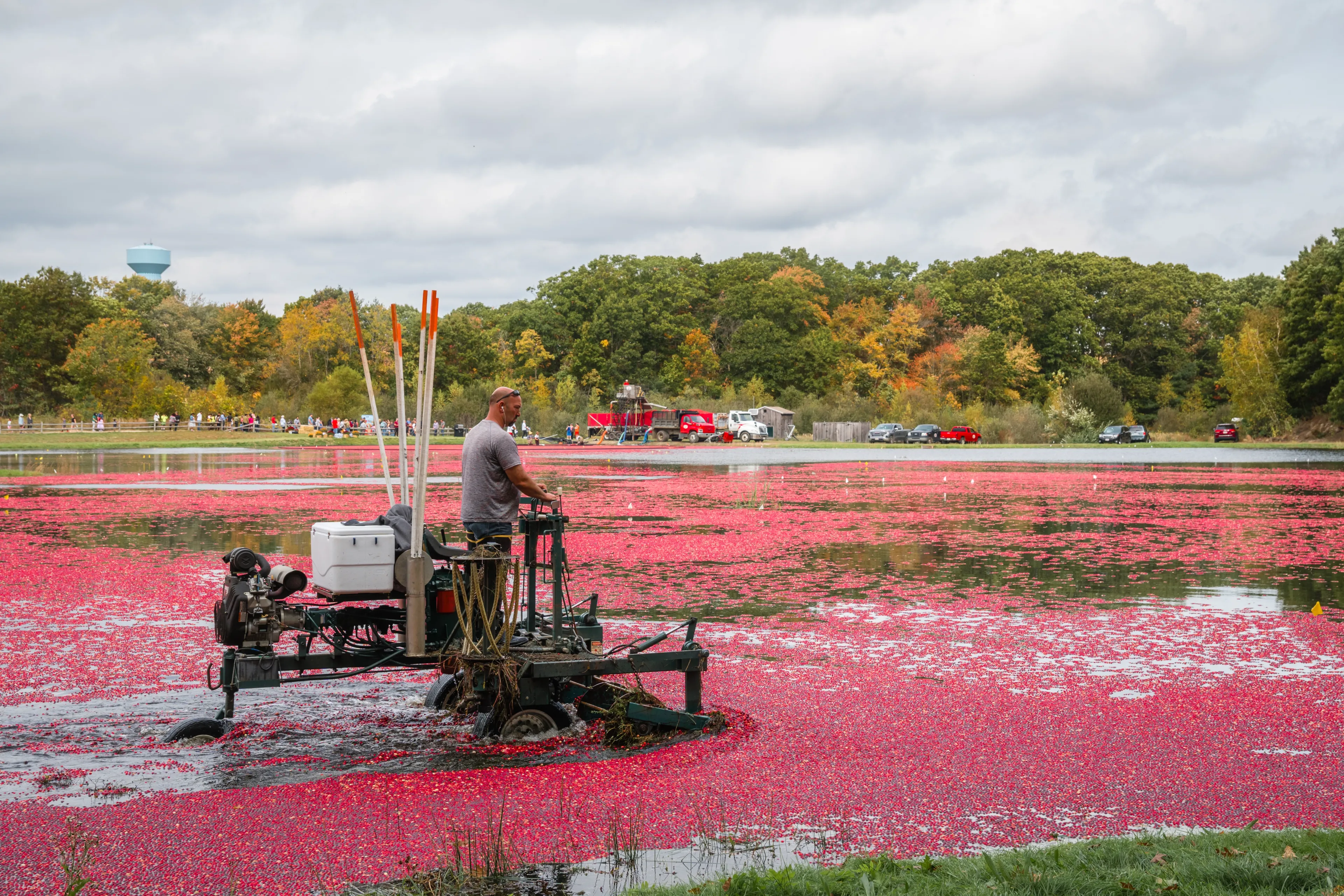 Foxborough, MA, US-October 16, 2021: Workers gather bright red cranberries in flooded bog during annual fall cranberry harvest. 