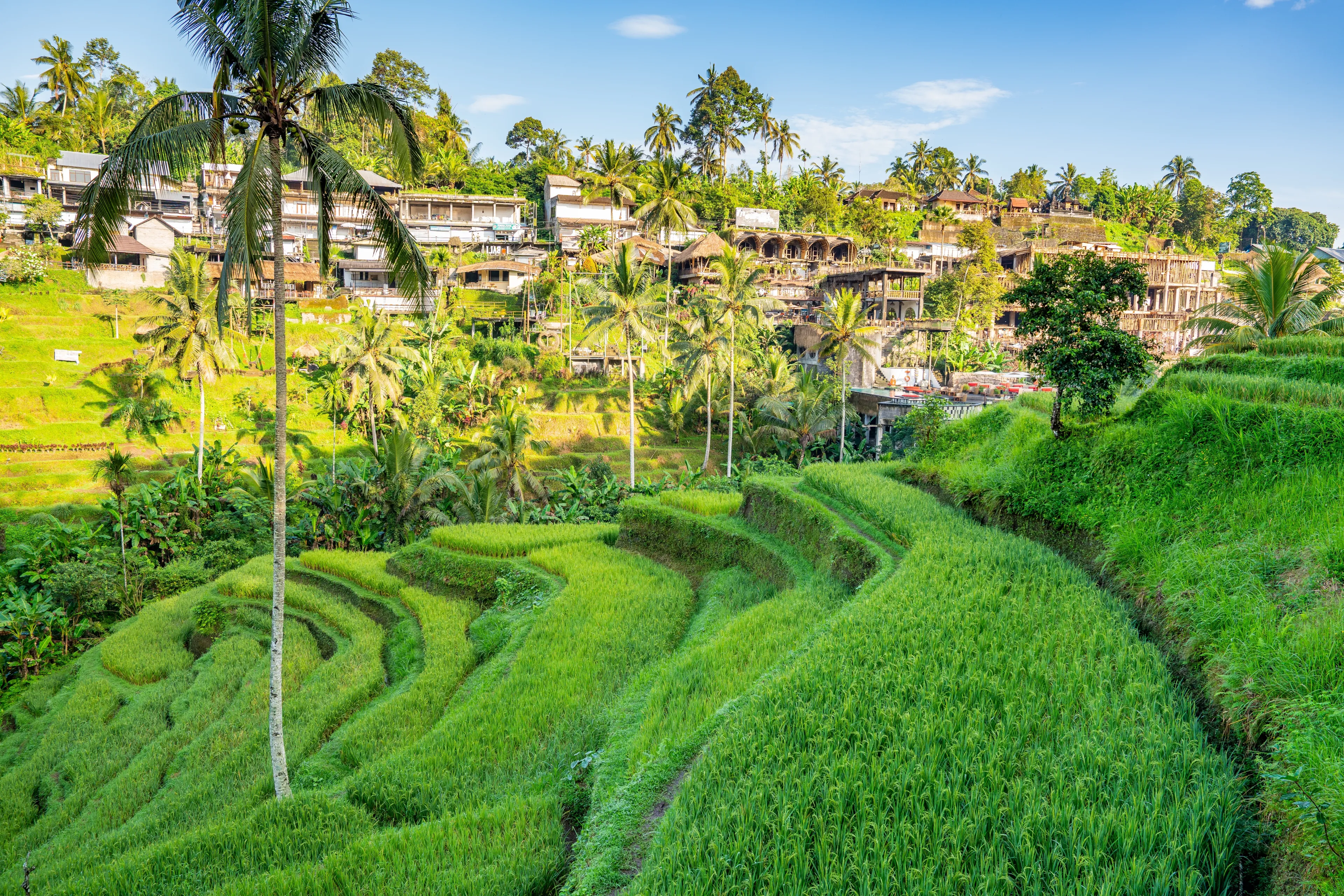 Tegallalang Bali, Indonesia. Tegallalang is a district in the Gianyar Regency, Bali, Indonesia.