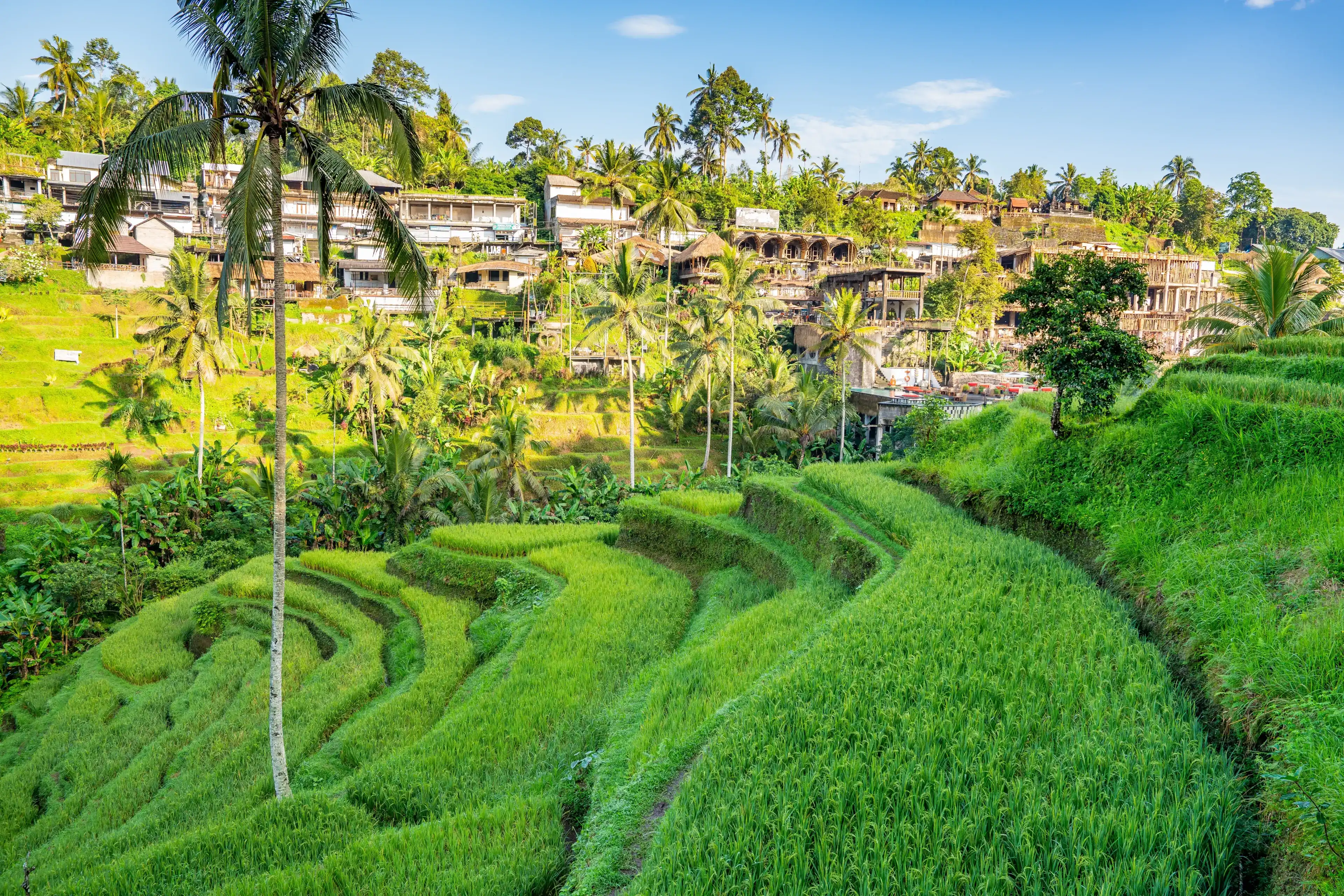 Tegallalang Bali, Indonesia. Tegallalang is a district in the Gianyar Regency, Bali, Indonesia. Tegallalang Bali, Indonesia. Tegallalang is a district in the Gianyar Regency, Bali, Indonesia.