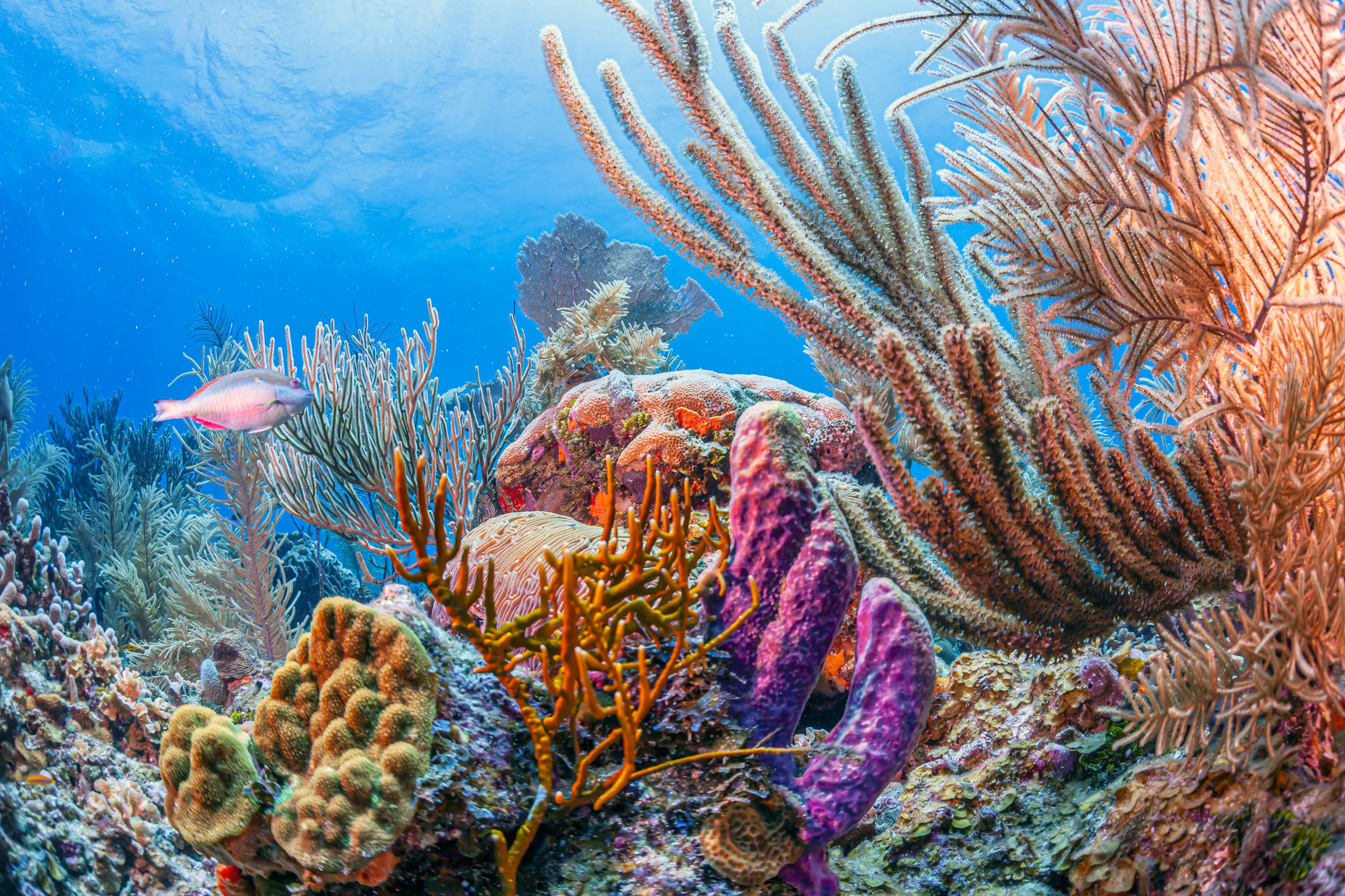 Caribbean coral reef off the coast of the island of Roatan, Honduras