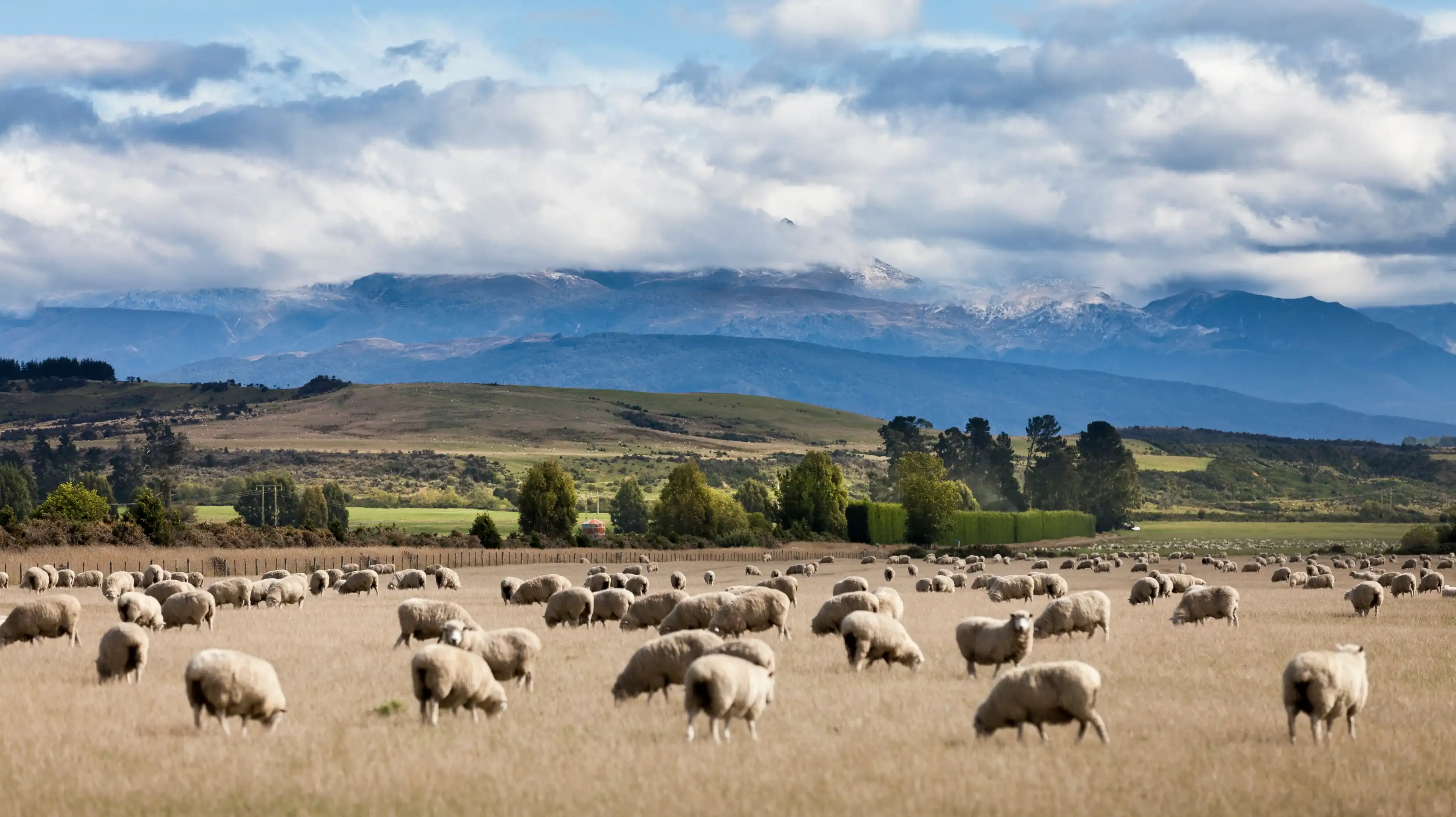 sheep farming New Zealand