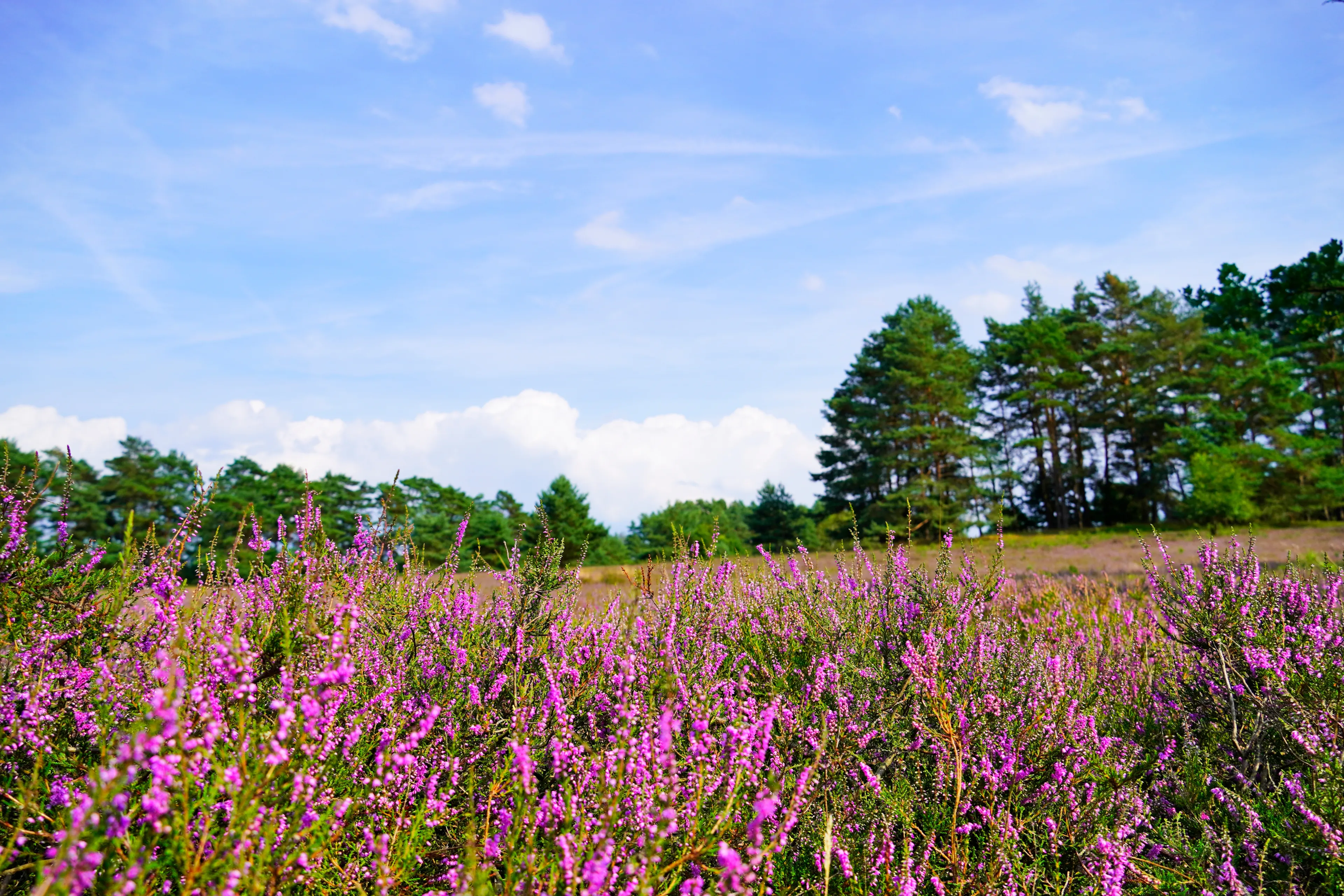 Best Hermannsburg hotels. Cheap hotels in Hermannsburg, Germany