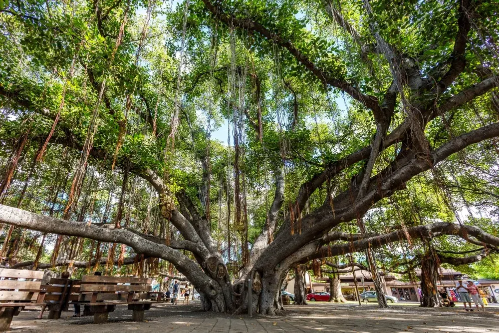 Lahaina, Maui, Hawaii November 8, 2017: The Historic Banyan Tree in Lahaina Lahaina, Maui, Hawaii November 8, 2017: The Historic Banyan Tree in Lahaina