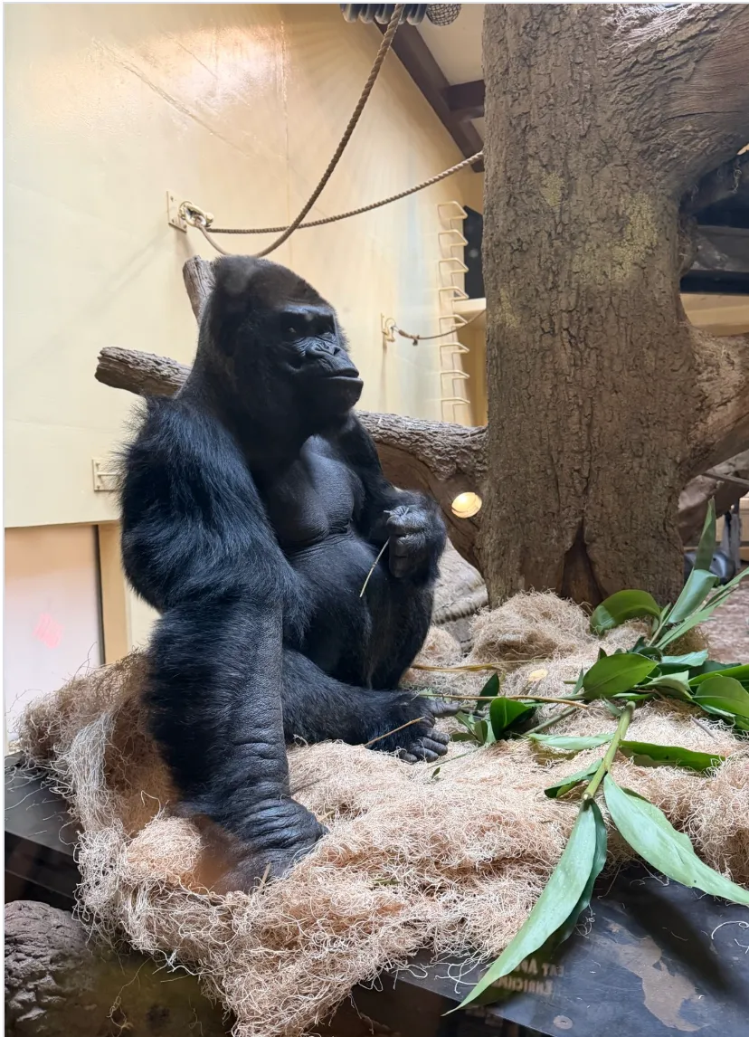 Houston Zoo Instagram