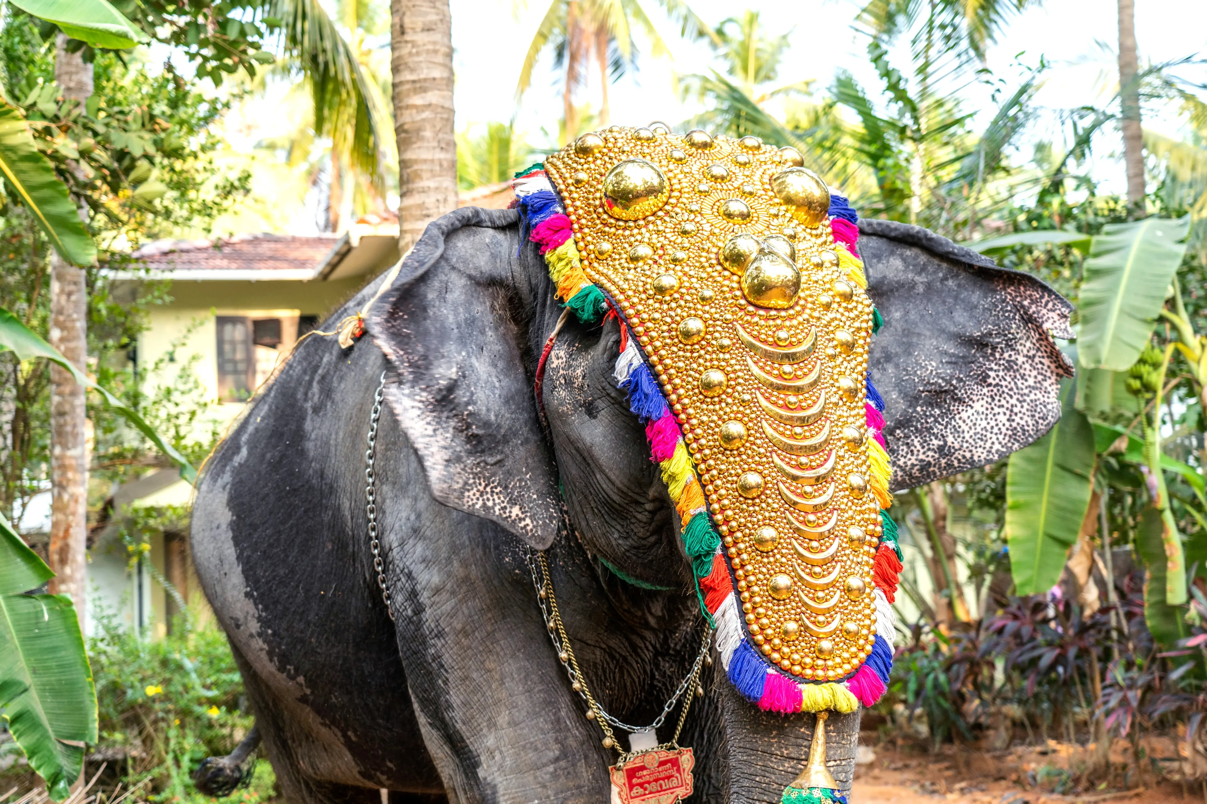 decorated elephant in Kerala festival