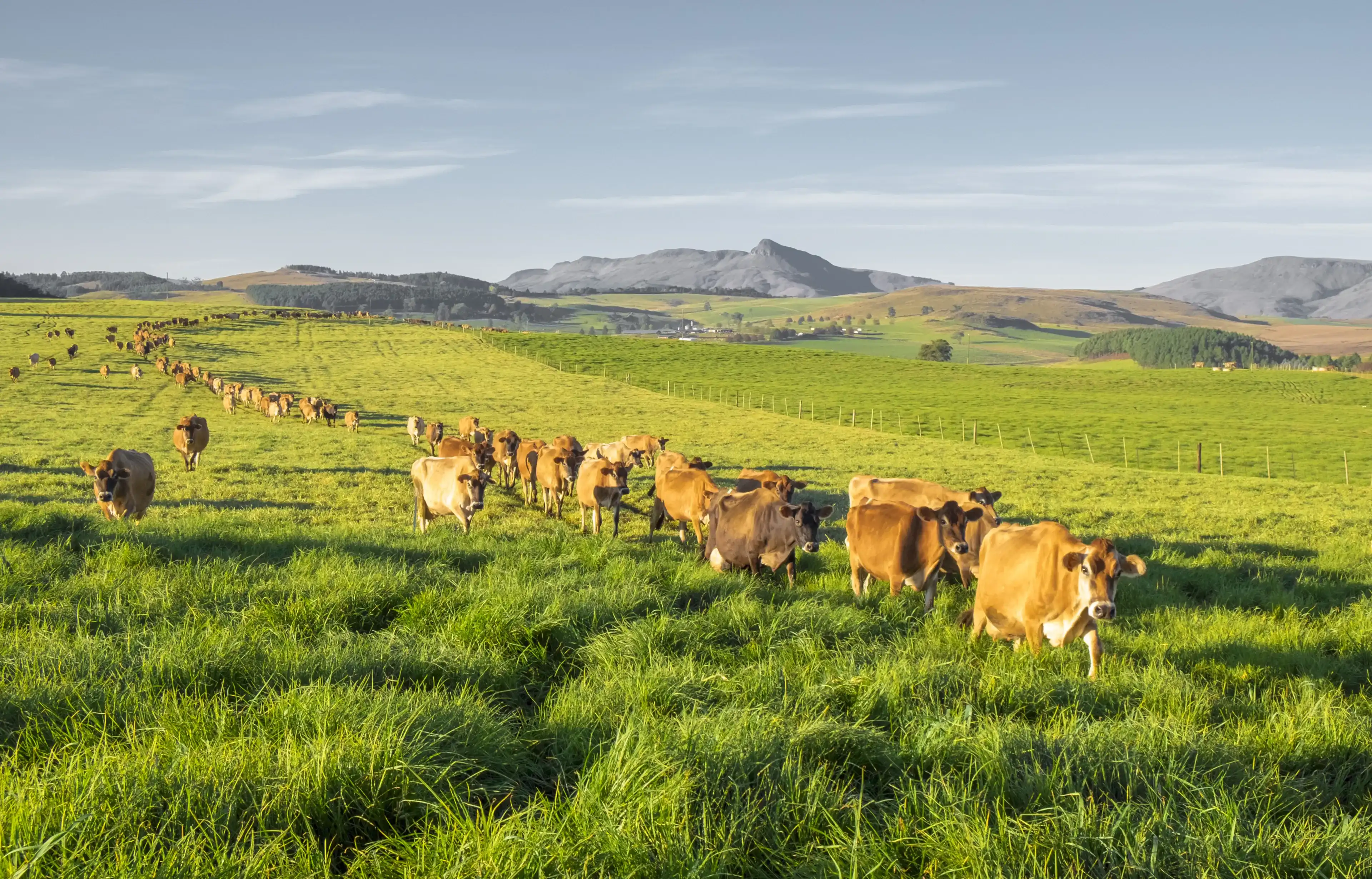 Herd of Jersey cows in the Natal Midlands, South Africa Herd of Jersey cows in the Natal Midlands, South Africa