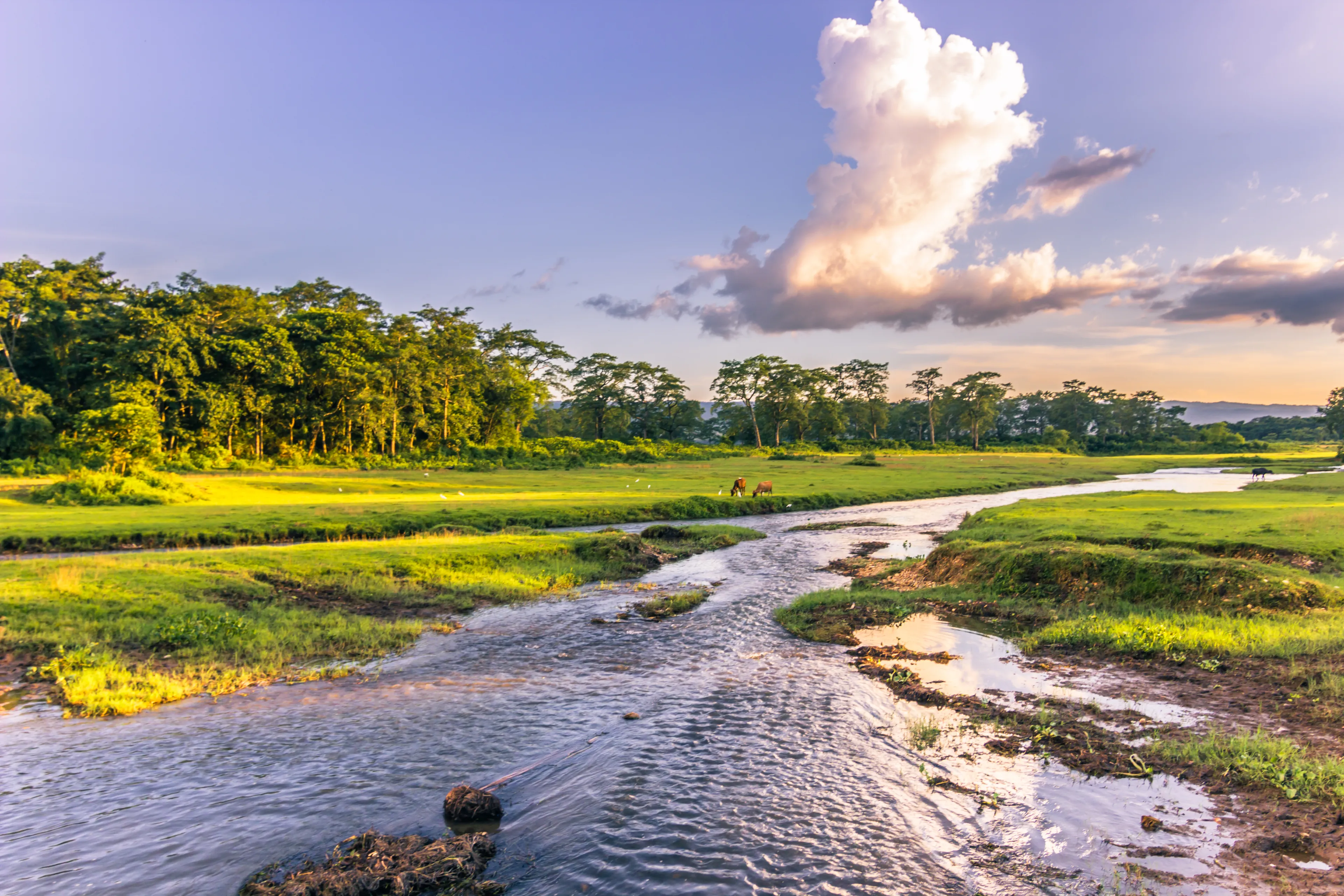 Landscape of Chitwan National Park, Nepal