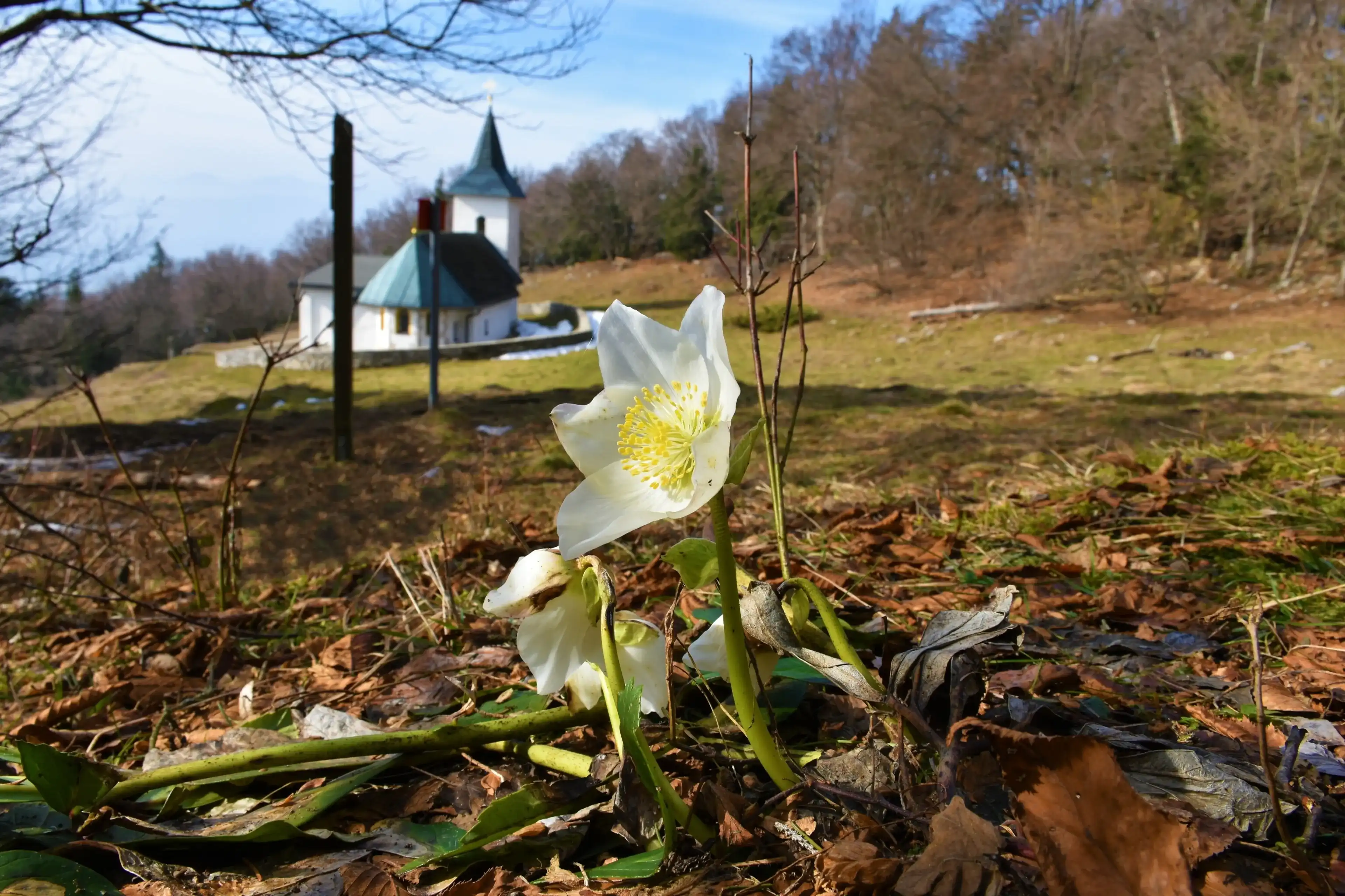 White christmas rose (Helleborus) spring flower in selective focus with a church of St Lovrenc in the background above Baselj in Gorenjska, Slovenia