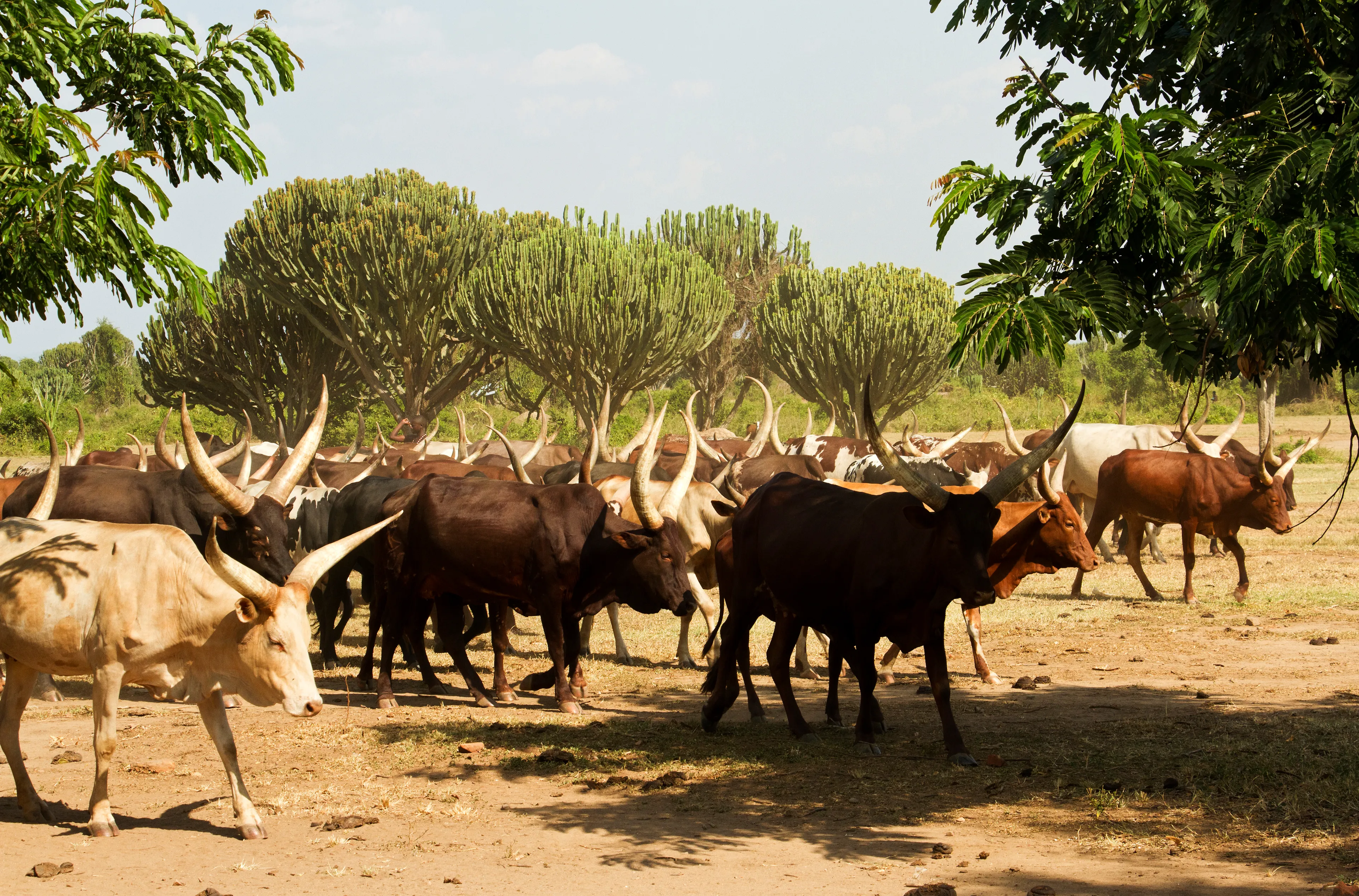 The distinctive size and shape of the horns of the Ankole cattle which are indigenous to East Africa. Uganda has a government backed breeding station and pedigree programme.