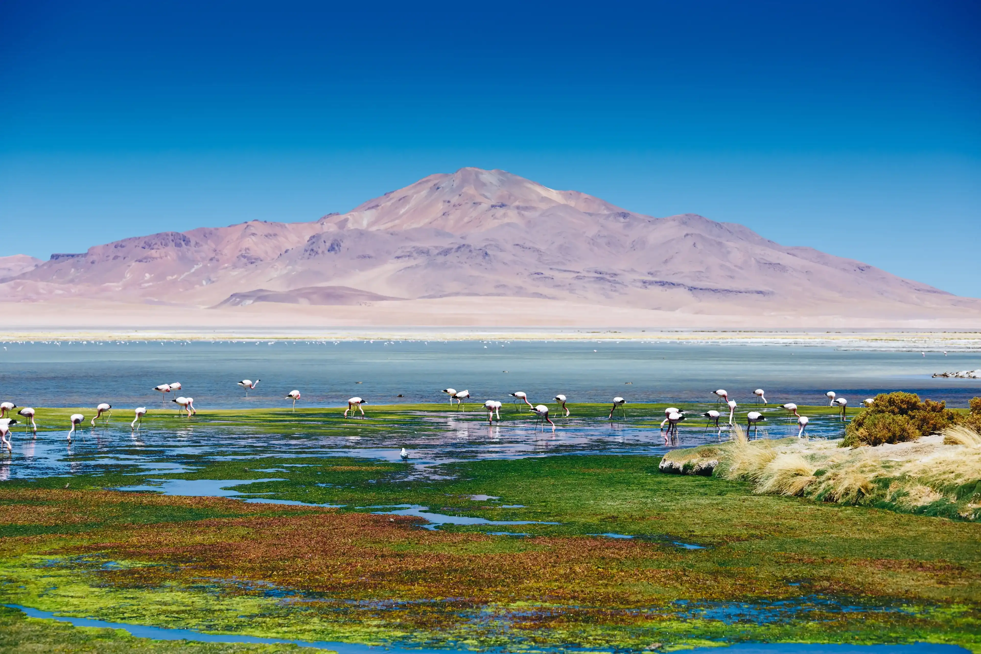 Pink flamingo with volcano landscape in Atacama Desert in Chile, South America Pink flamingo with volcano landscape in Atacama Desert in Chile, South America