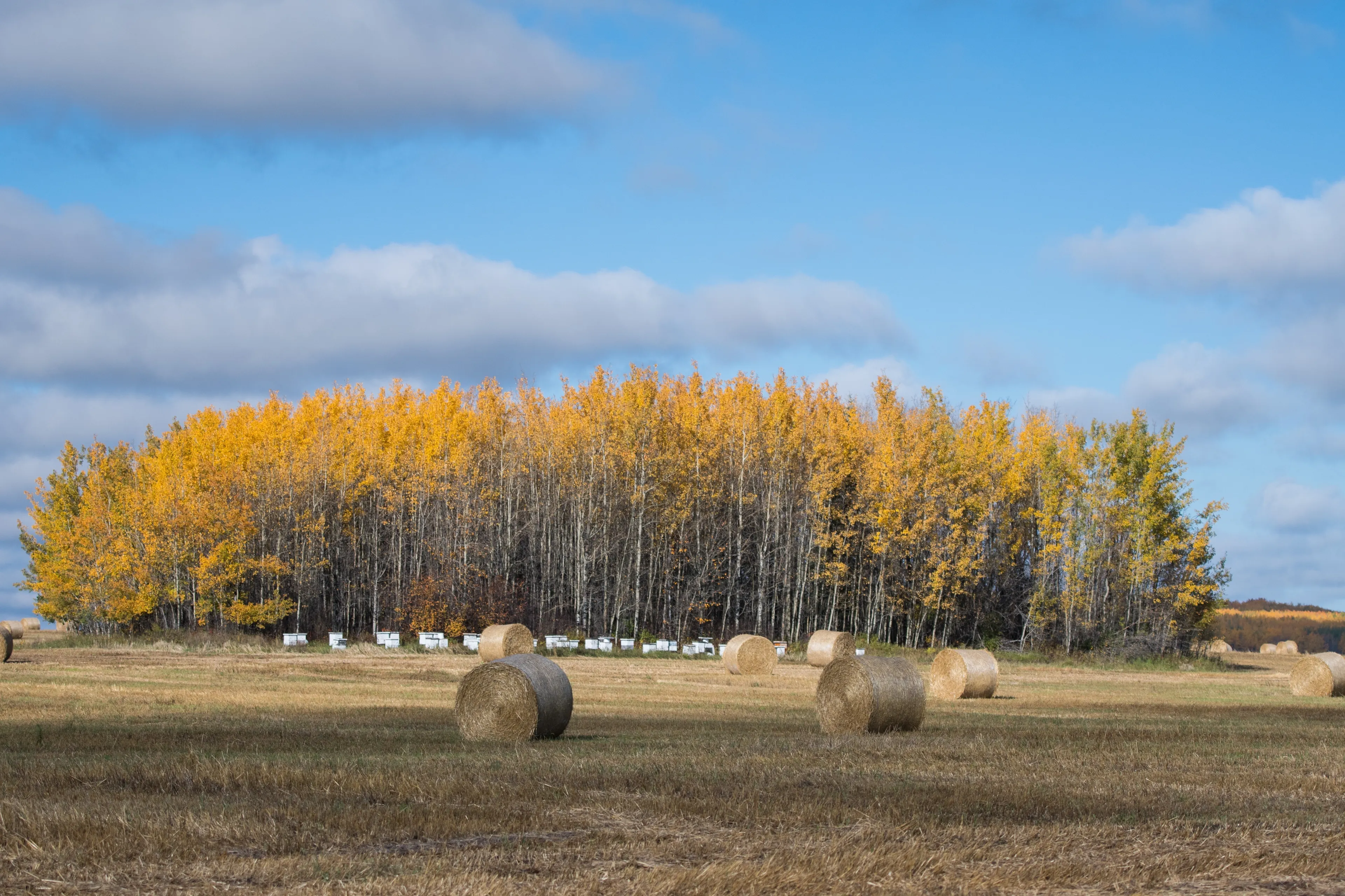  Best Drayton Valley hotels. Cheap hotels in Drayton Valley, Alberta, Canada