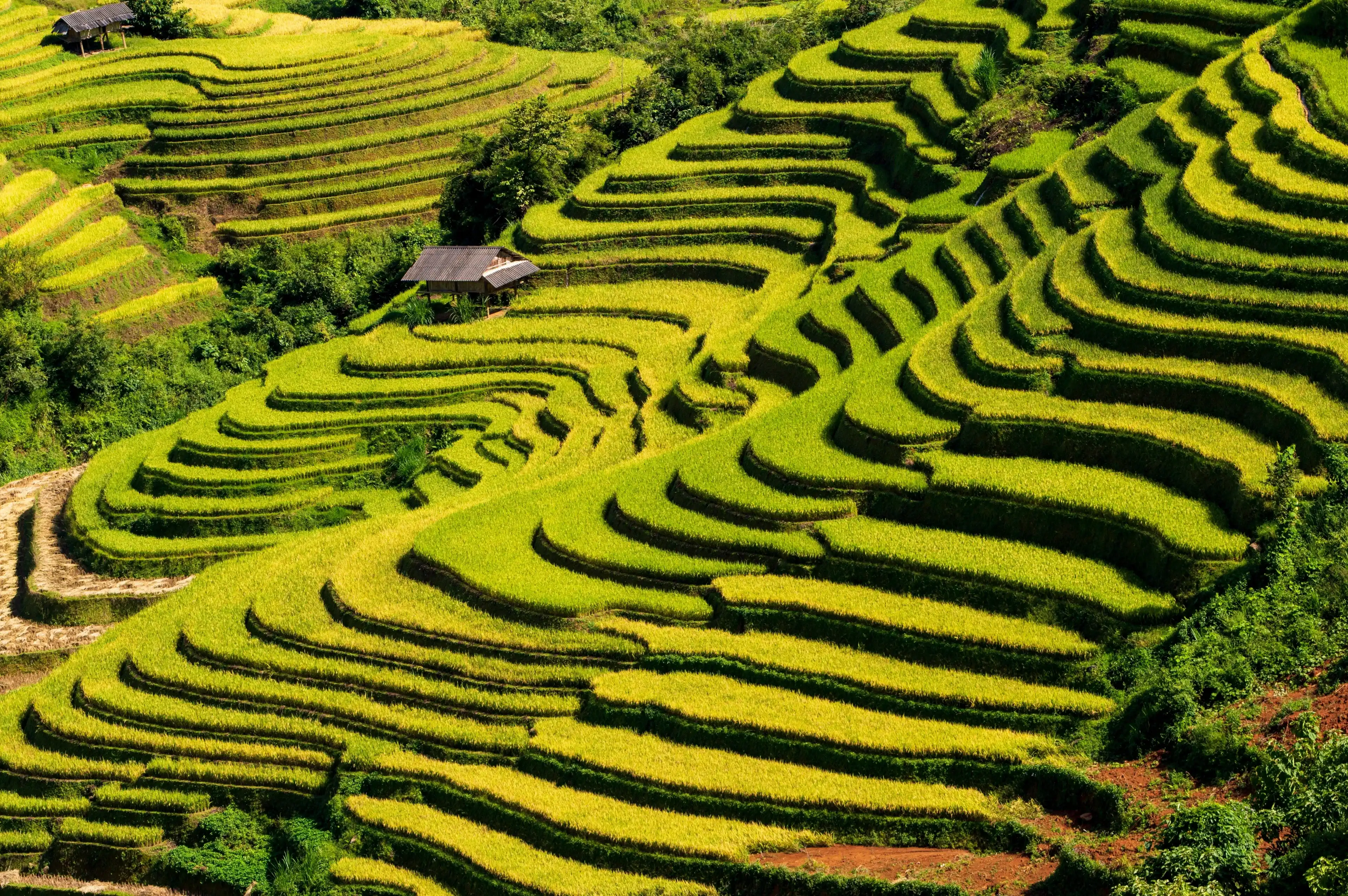 Terraced fields in ripe rice season Lao Chai - Mu Cang Chải - Viet Nam Terraced fields in ripe rice season Lao Chai - Mu Cang Chải - Viet Nam