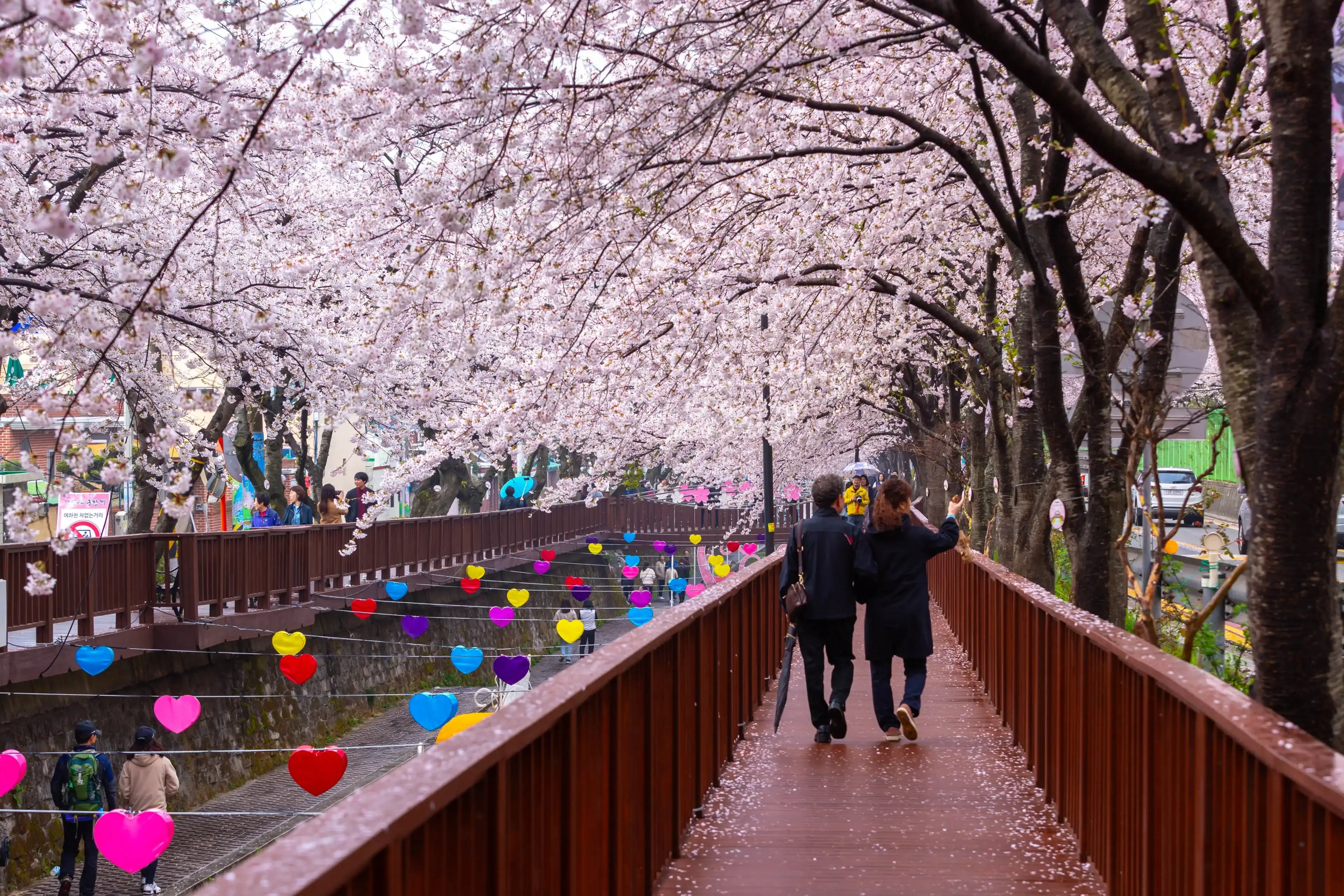 Jinhae, Changwon, South Korea - March 30, 2019: Tourists and Cherry blossom in spring on a rainy day in Jinhae Gunhangje Festival, jinhae, South Korea. Jinhae, Changwon, South Korea - March 30, 2019: Tourists and Cherry blossom in spring on a rainy day in Jinhae Gunhangje Festival, jinhae, South Korea.
