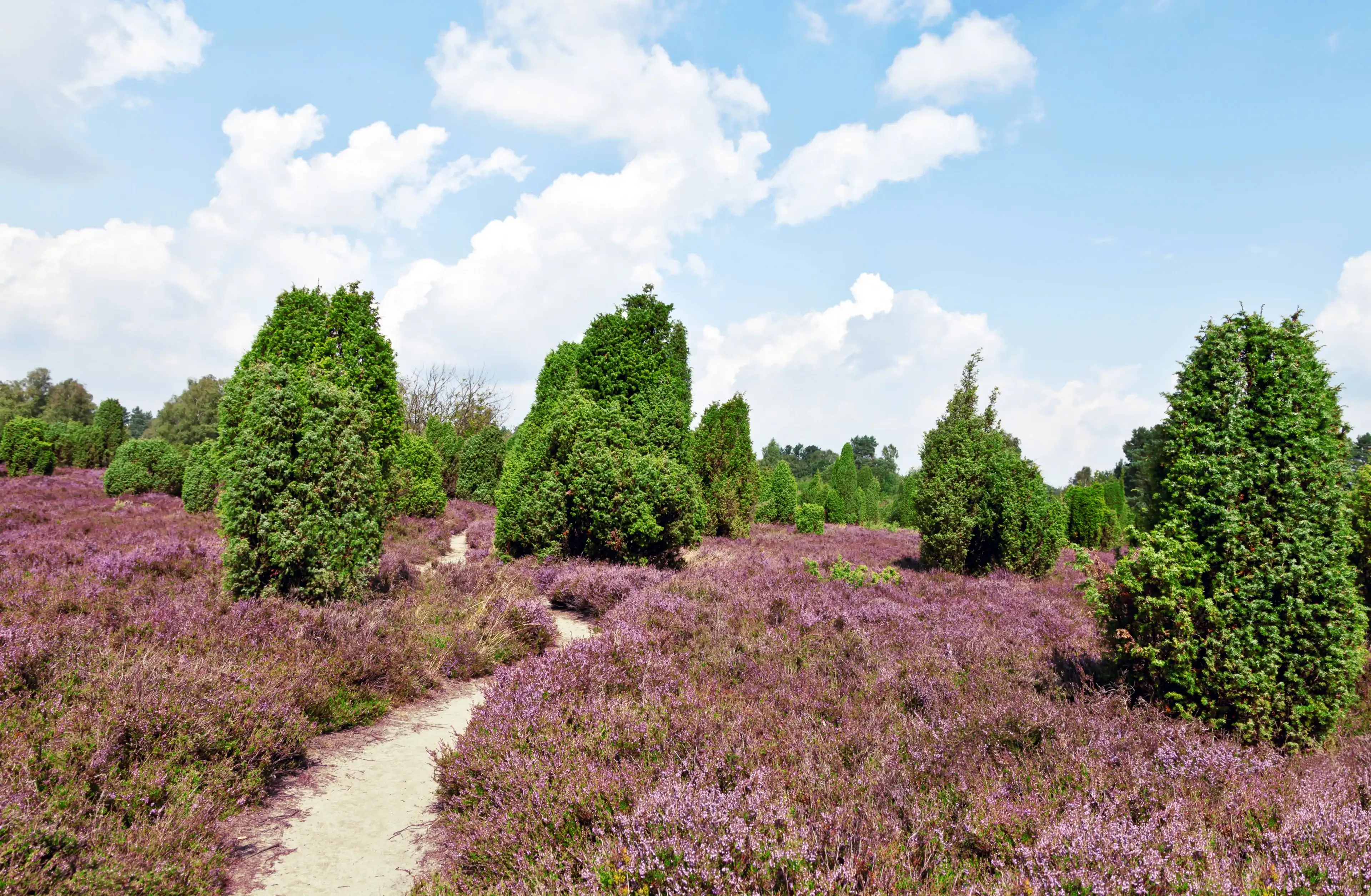 Best Schneverdingen hotels. Cheap hotels in Schneverdingen, Germany Best Schneverdingen hotels. Cheap hotels in Schneverdingen, Germany