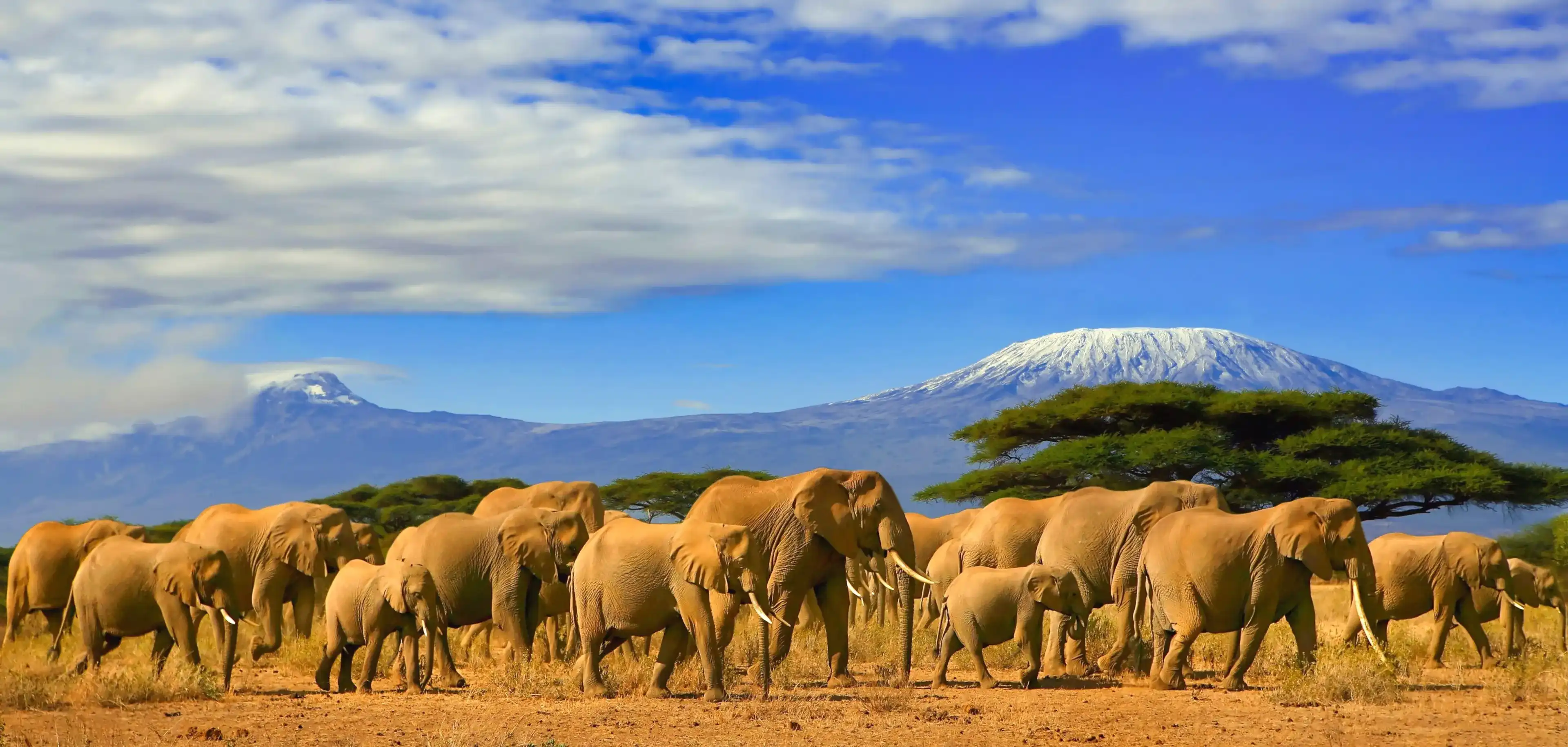 Стадо африканских слонов взяли на сафари поездку в Кению с снежной горы Килиманджаро в Танзании на заднем плане, под облачным голубым небом.