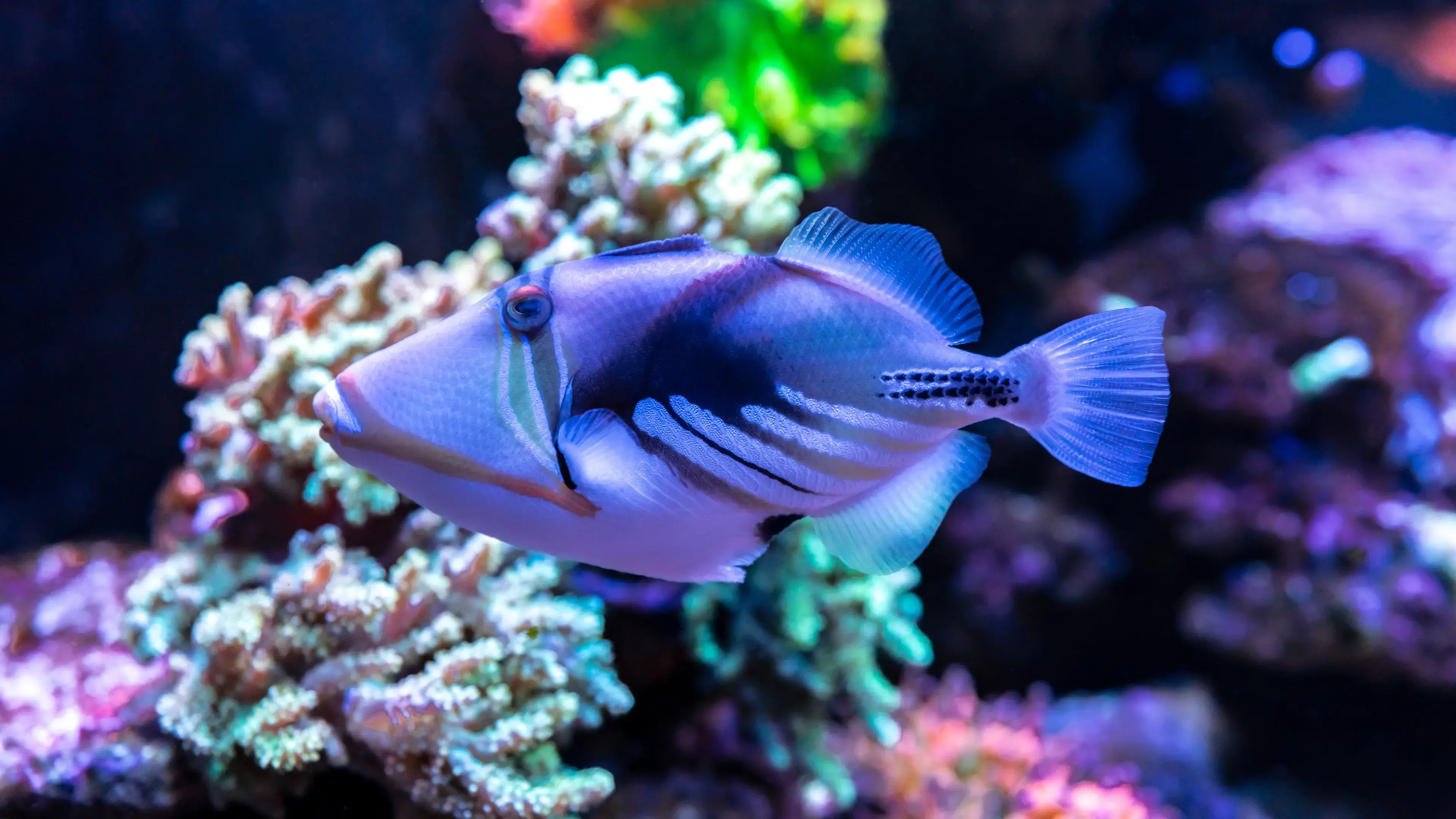 Coral fish WHITE-BANDED TRIGGERFISH (Colored Humu Picasso Triggerfish. Lagoon triggerfish) in marine aquarium - the official state fish of Hawaii, where it is called ‘snout like pig’ Coral fish WHITE-BANDED TRIGGERFISH (Colored Humu Picasso Triggerfish. Lagoon triggerfish) in marine aquarium - the official state fish of Hawaii, where it is called ‘snout like pig’