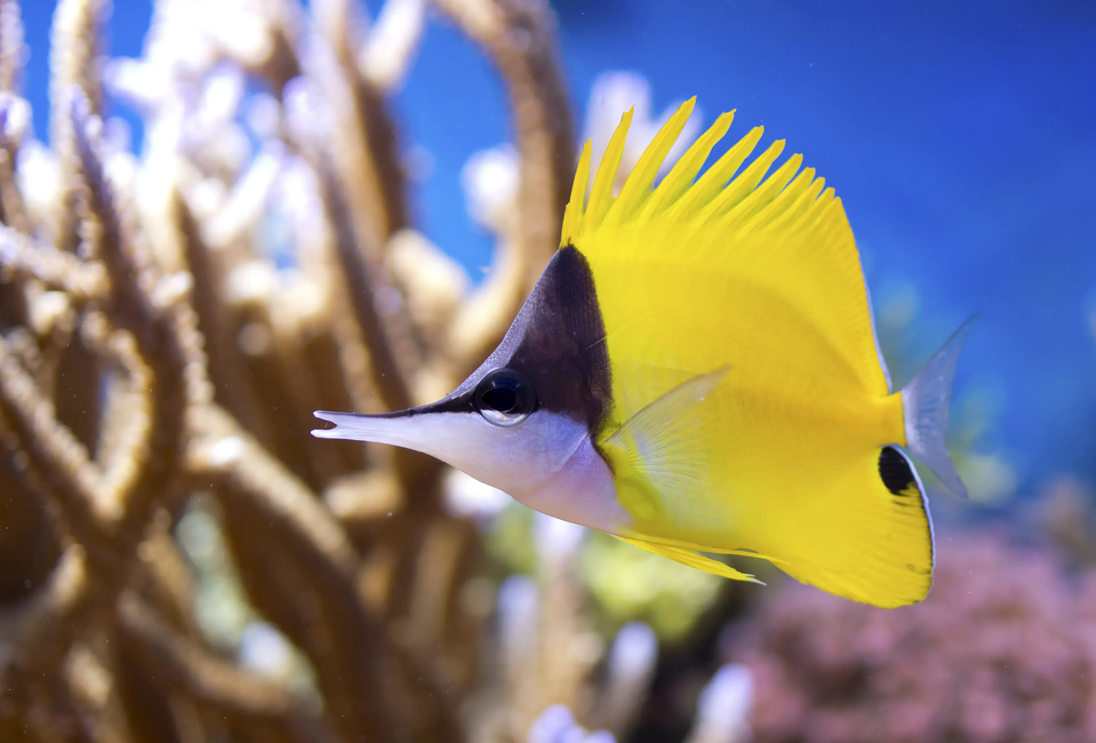 Forcipiger flavissimus Yellow Longnose Butterflyfish Forcipiger flavissimus Yellow Longnose Butterflyfish