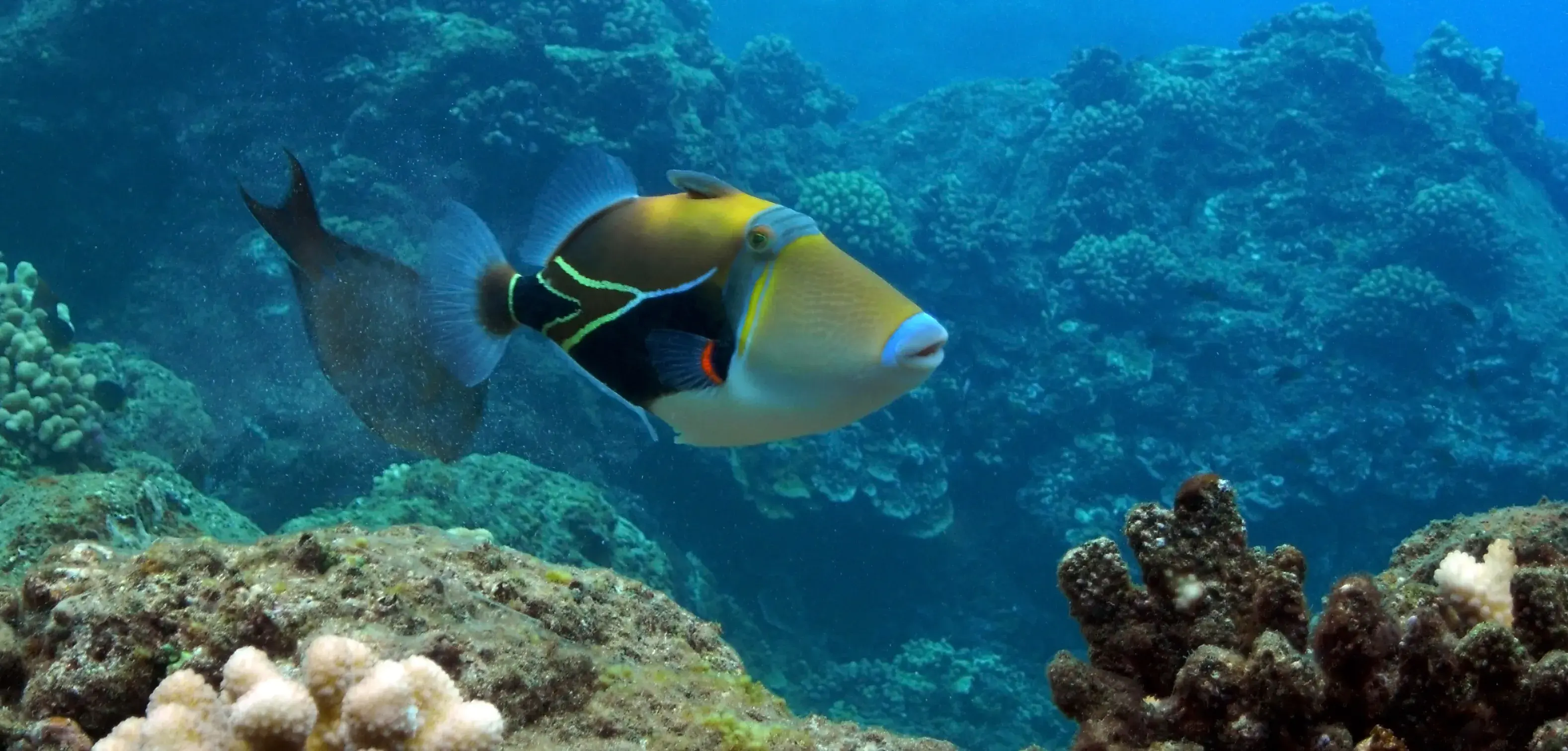 Picasso Triggerfish at Black Rock, Kaanapali, Maui. Picasso Triggerfish at Black Rock, Kaanapali, Maui.
