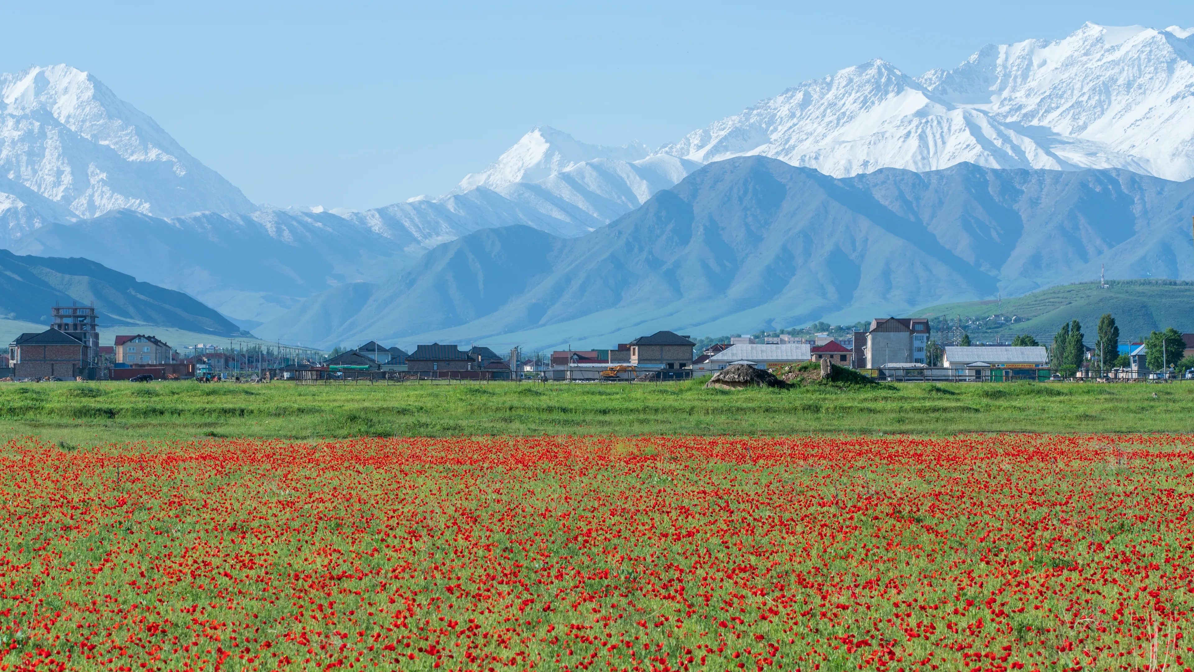 Blooming poppies near Bishkek Kyrgyzstan 