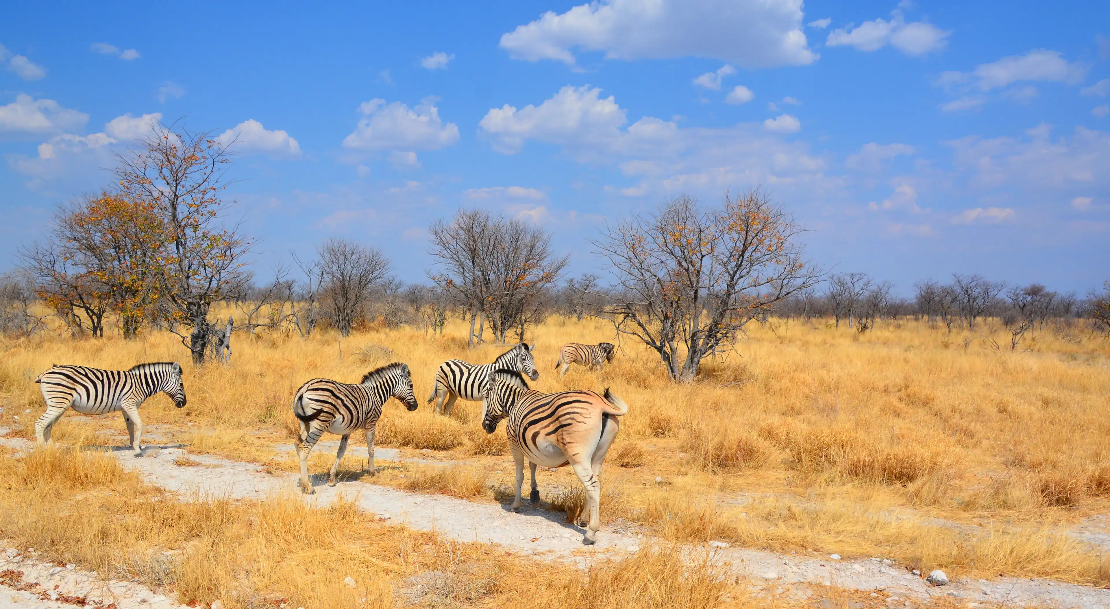 Landscape of Etosha National Park is a national park in northwestern Namibia. Located in the Kunene region and shares boundaries with the regions of Oshana, Oshikoto and Otjozondjupa.