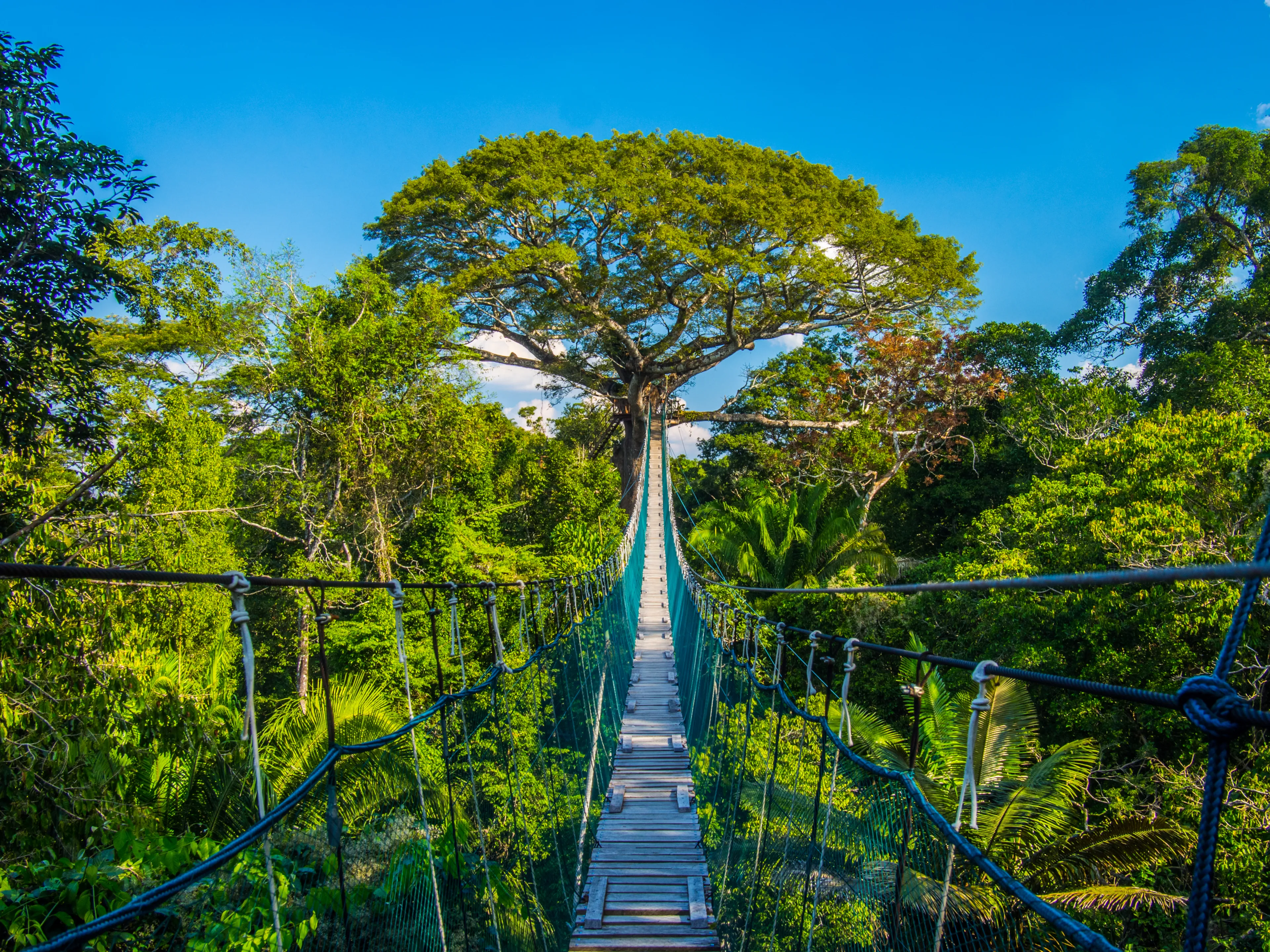 The path to mother earth, on a high suspended bridge in an Amazonian Canopy, Peru