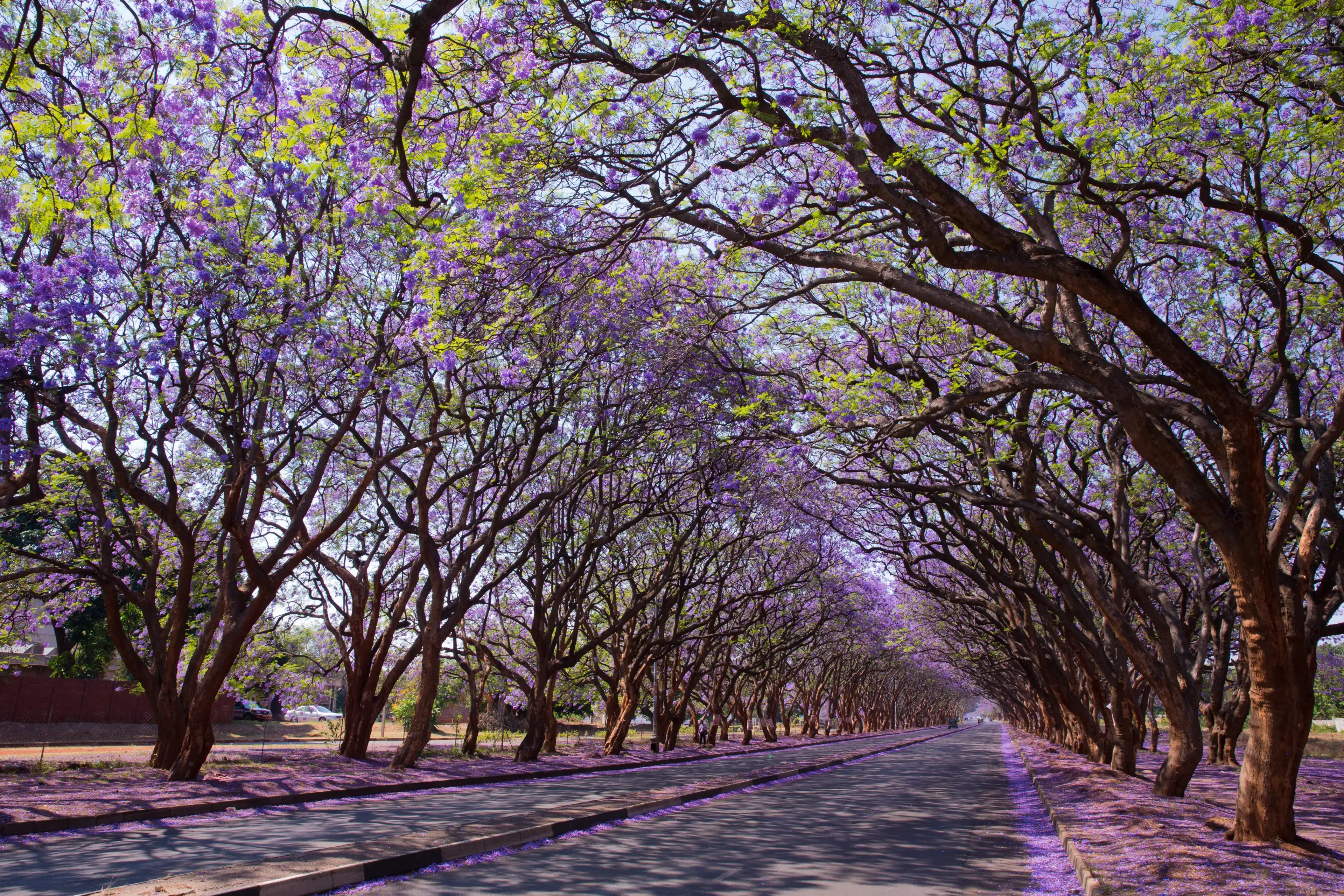 Blooming Jacaranda trees lining Milton Avenue, Harare, Zimbabwe