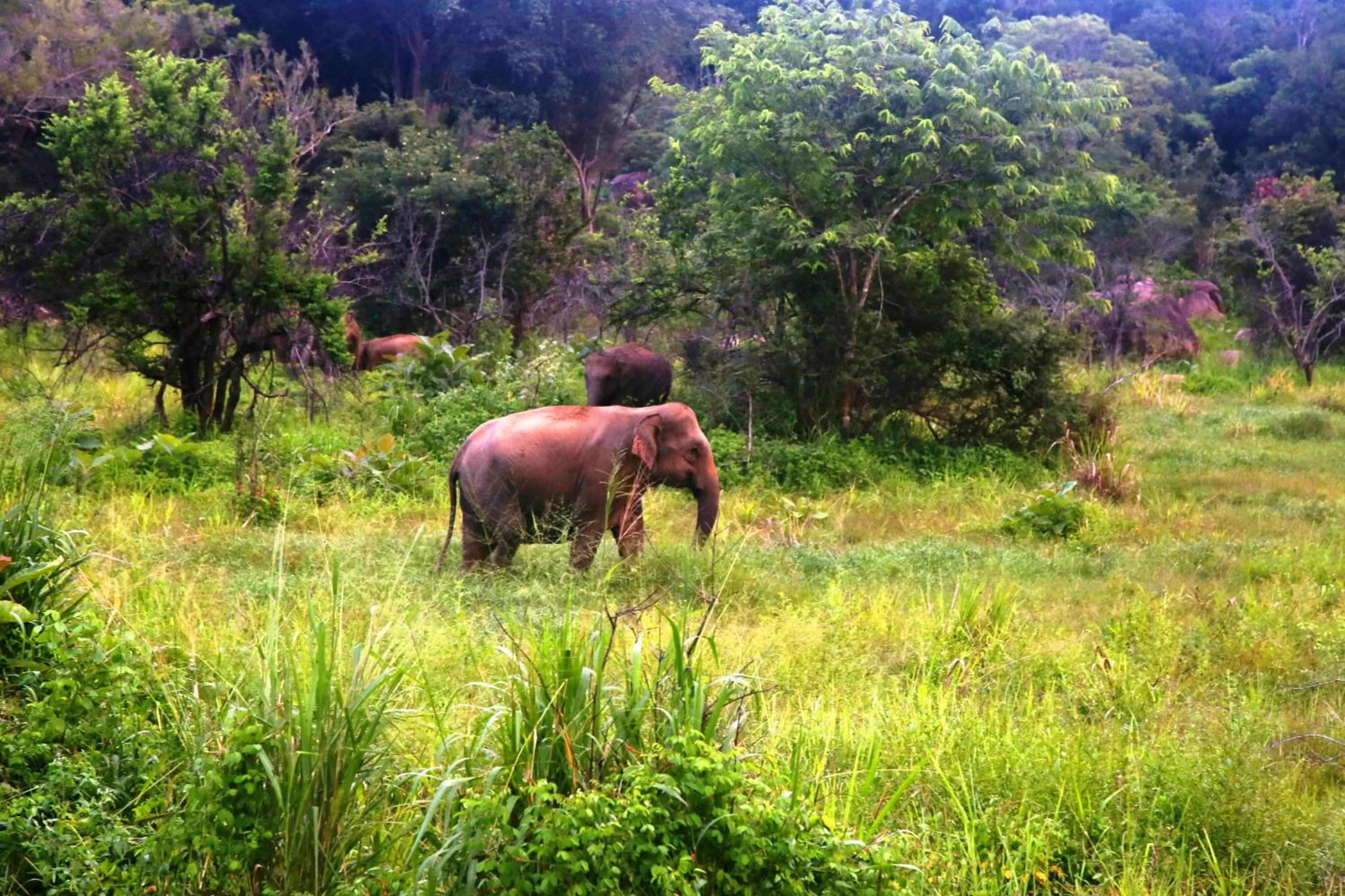 Animals in Honey Tree Polonnaruwa