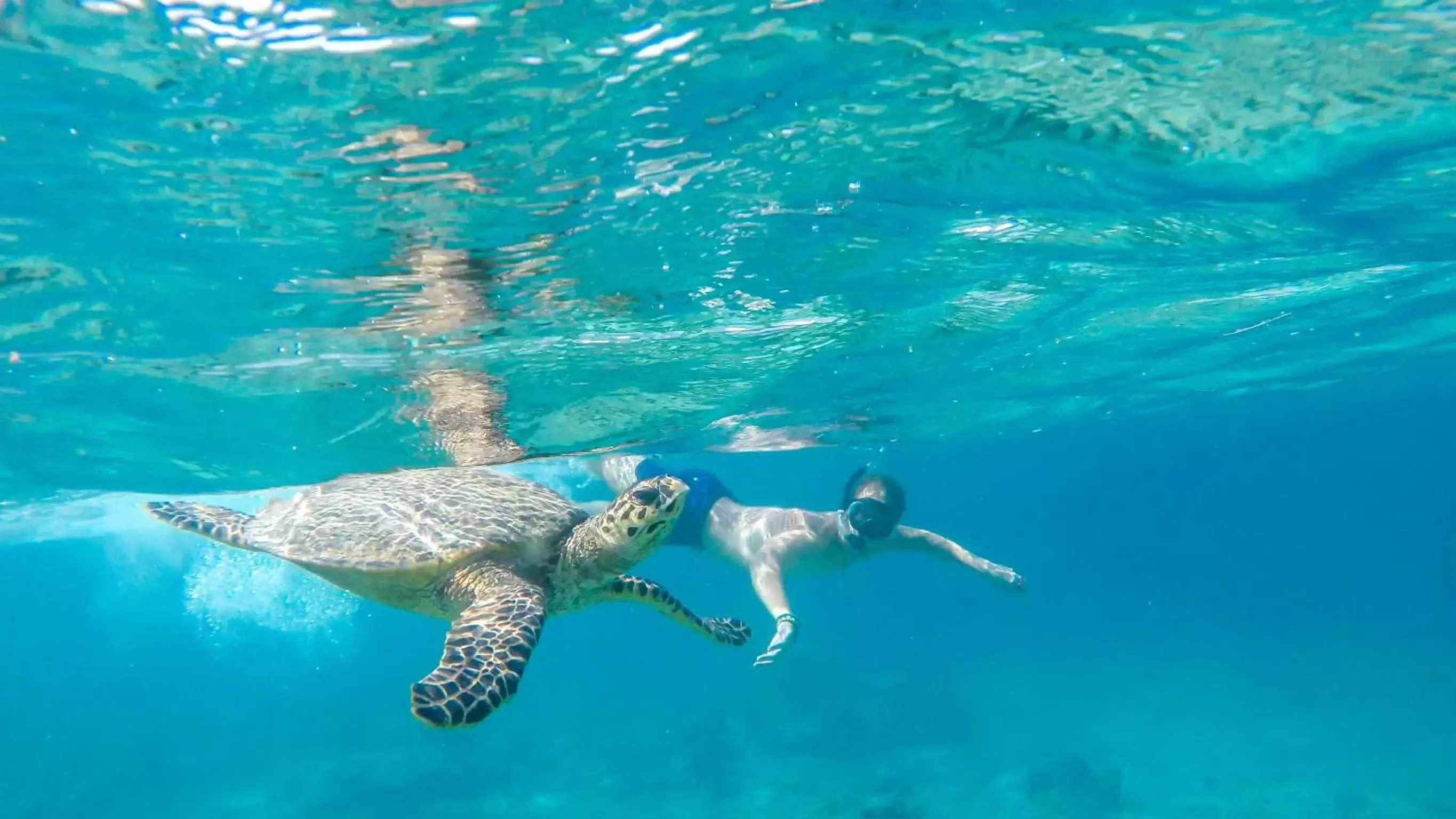 Snorkeling, Other Animals in Seri Resort Gili Meno - Adults Only