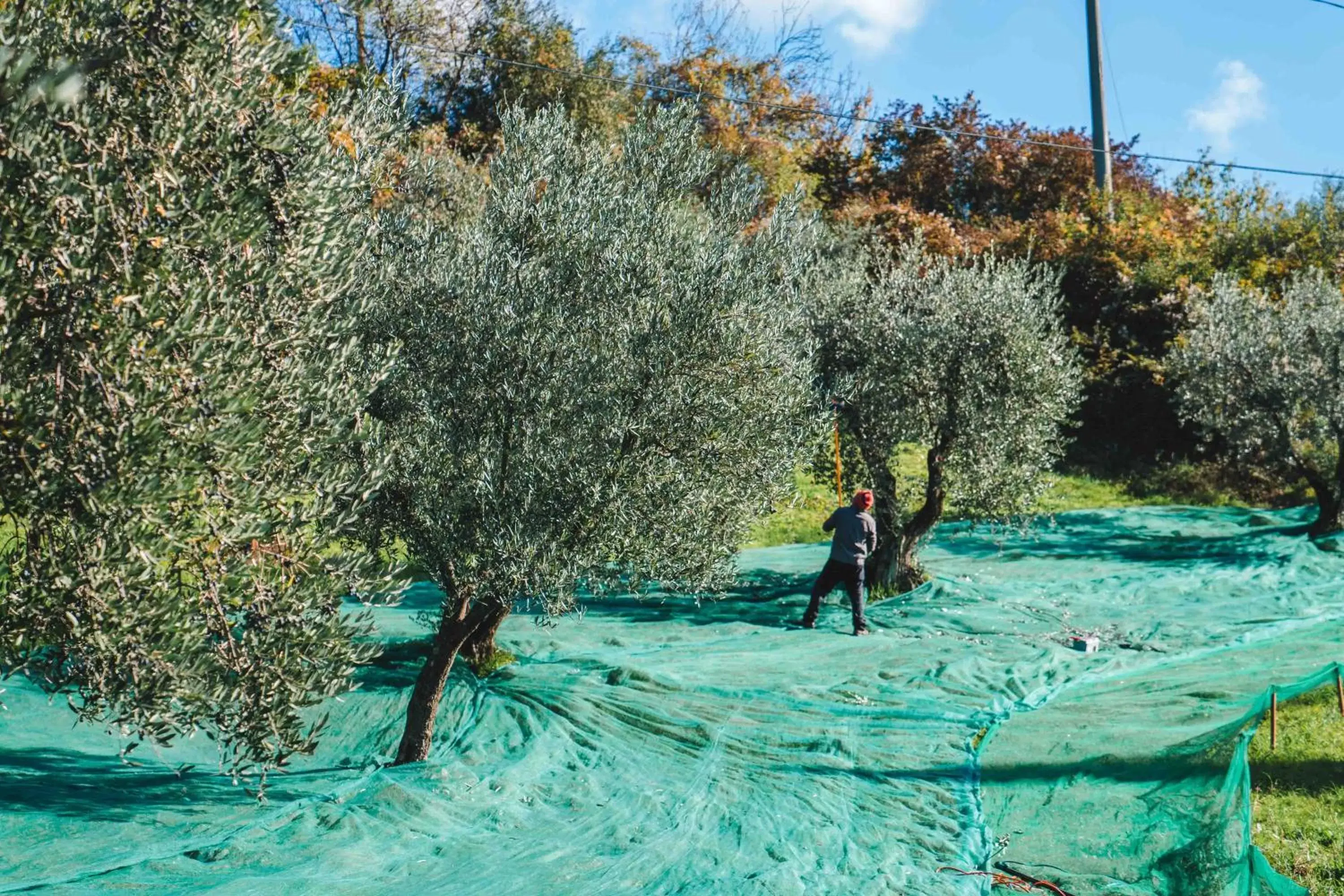 Food in Villa Giorgia Albergo in Collina