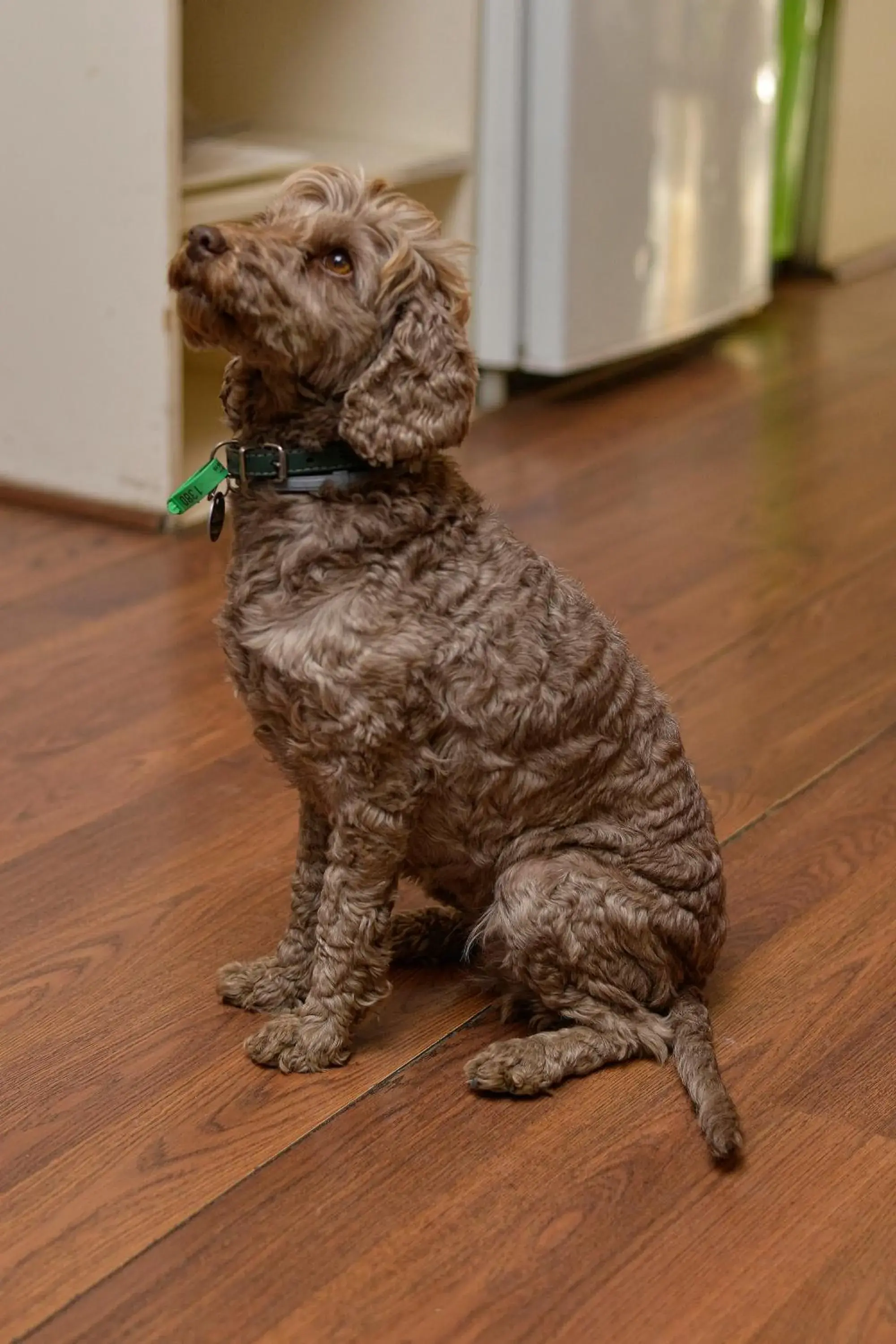 Pets in Tombstone Backpackers