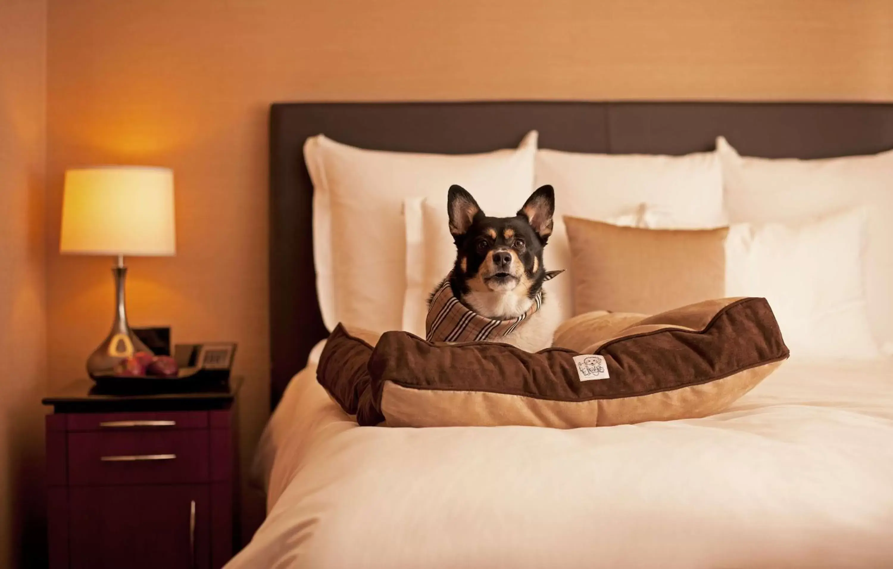 Bedroom, Pets in Hyatt Place Tempe Phoenix Airport