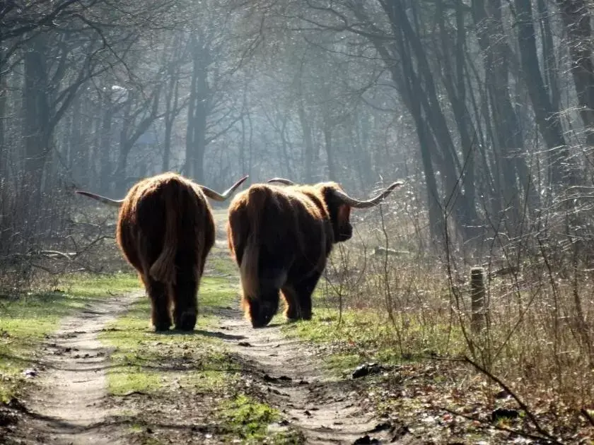 Natural landscape, Other Animals in Slapen bij de Buurvrouw