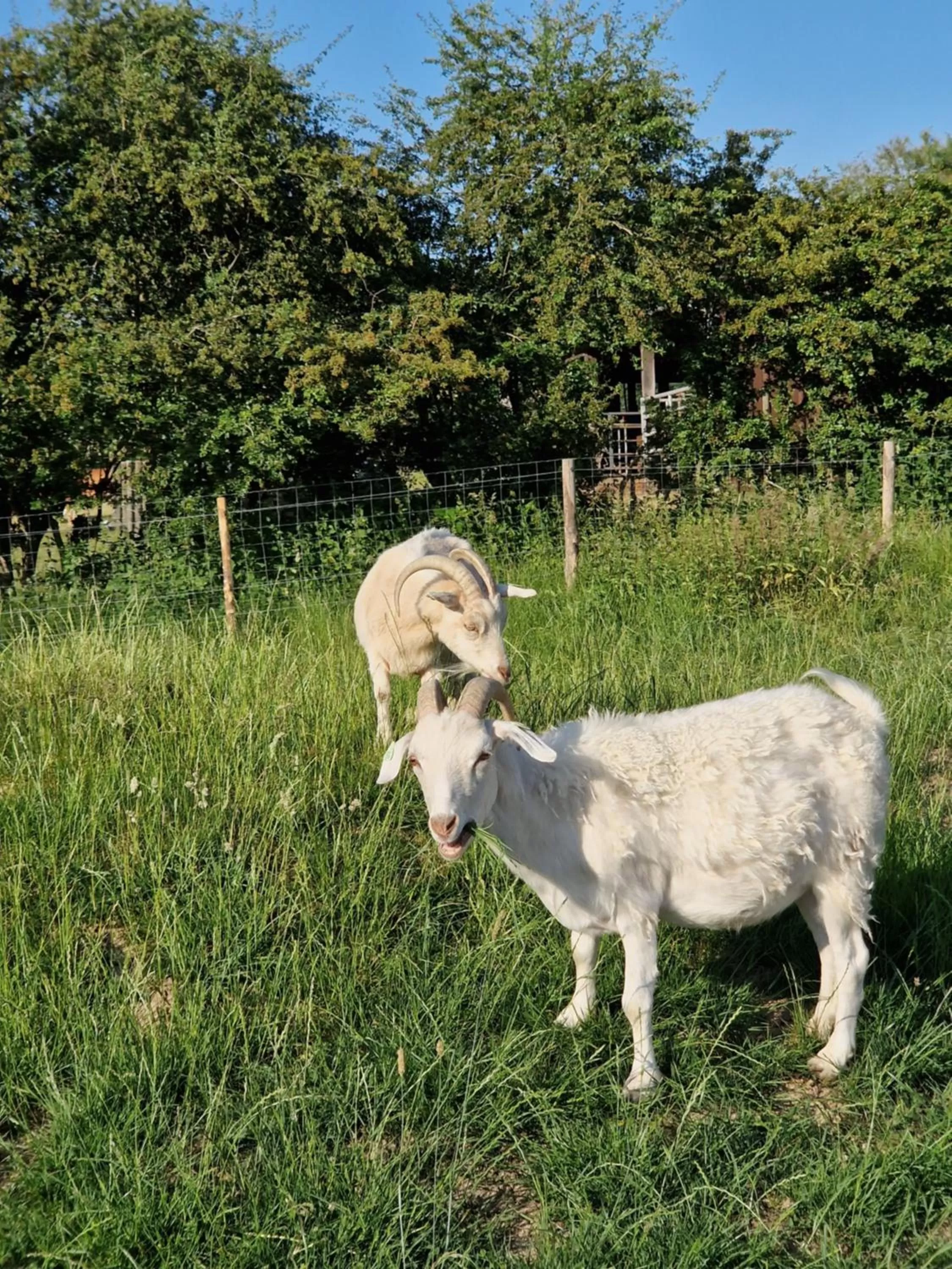 Animals, Other Animals in Habitat