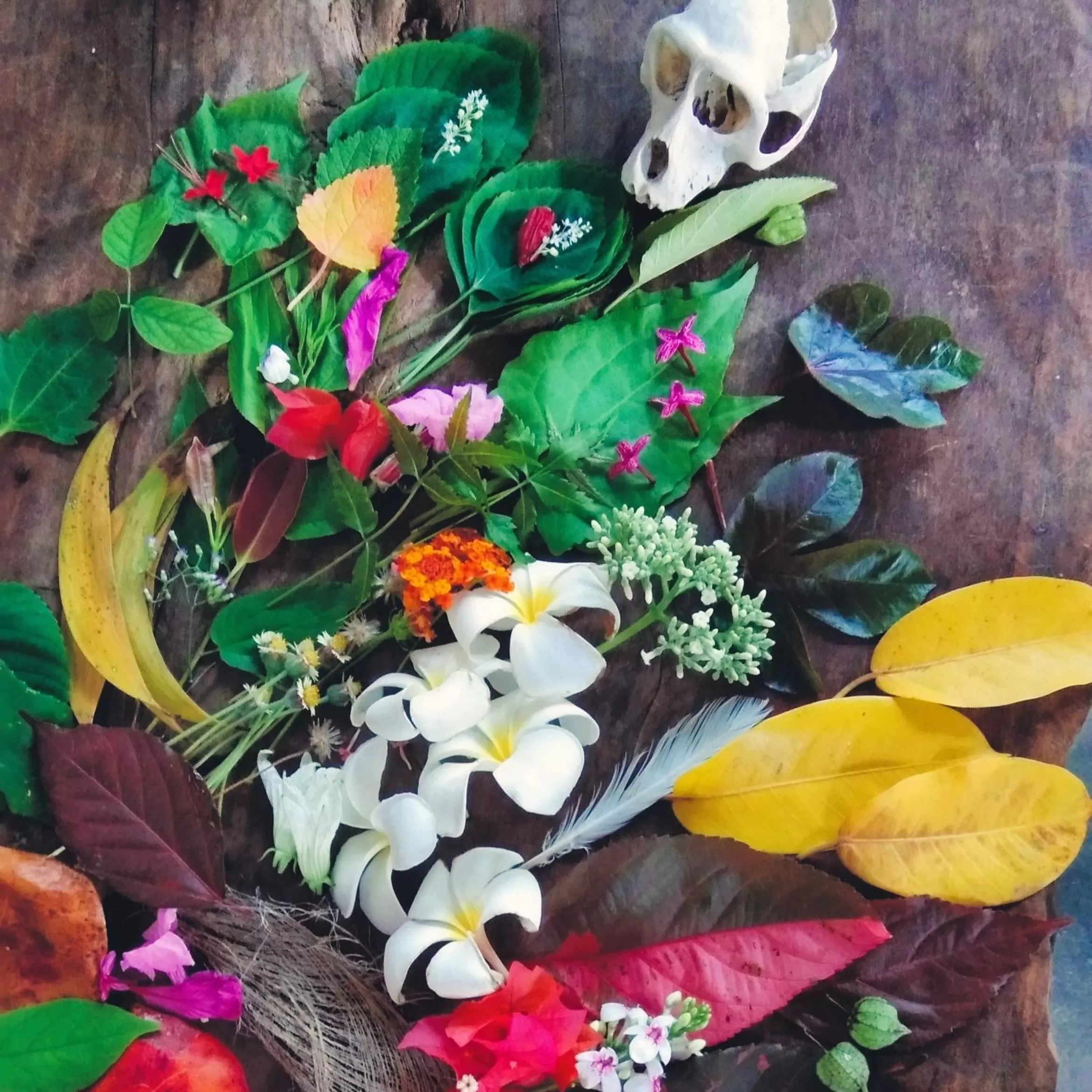 Café des Arts Gili Air