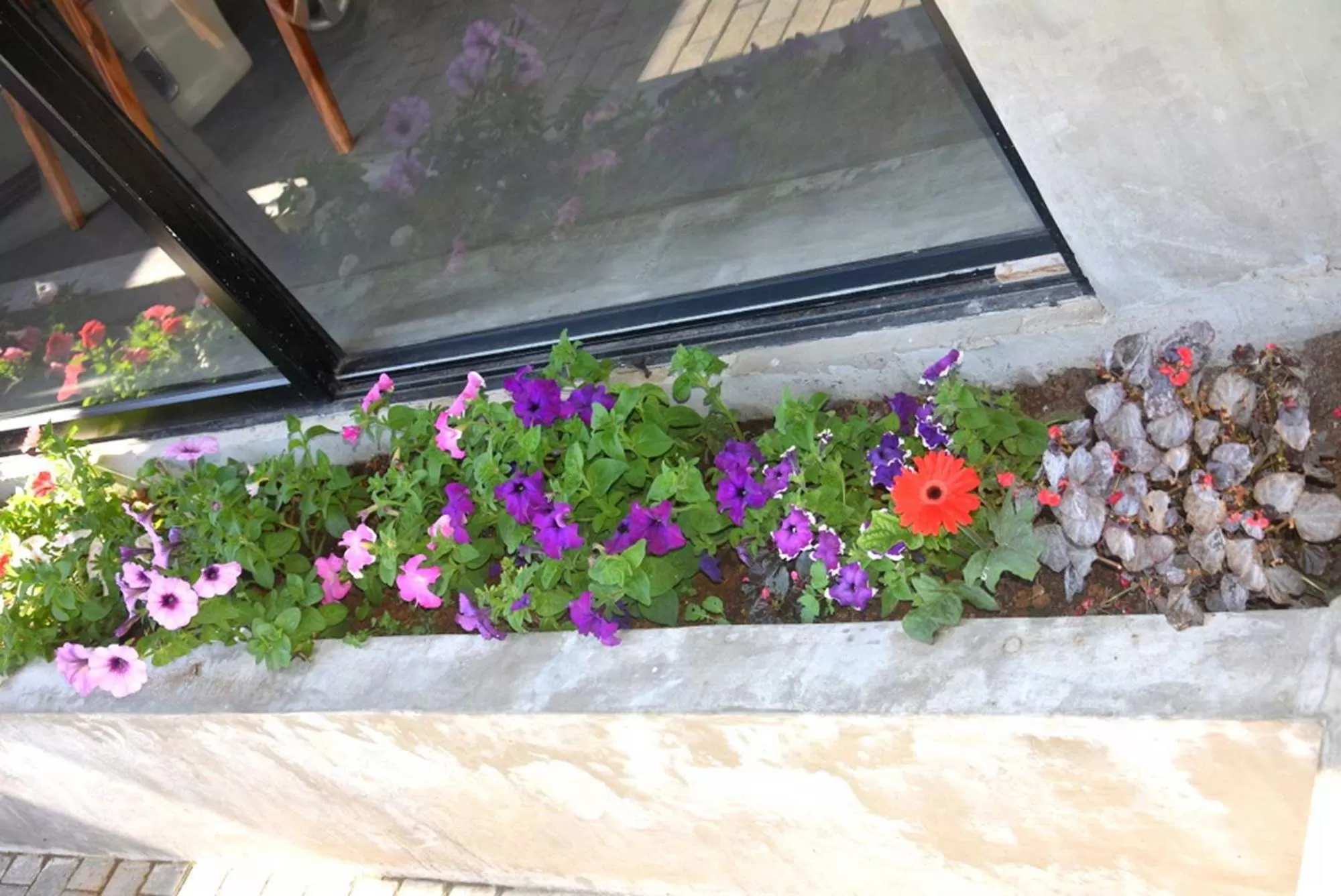 Garden in Manuka Hillwood Hotel