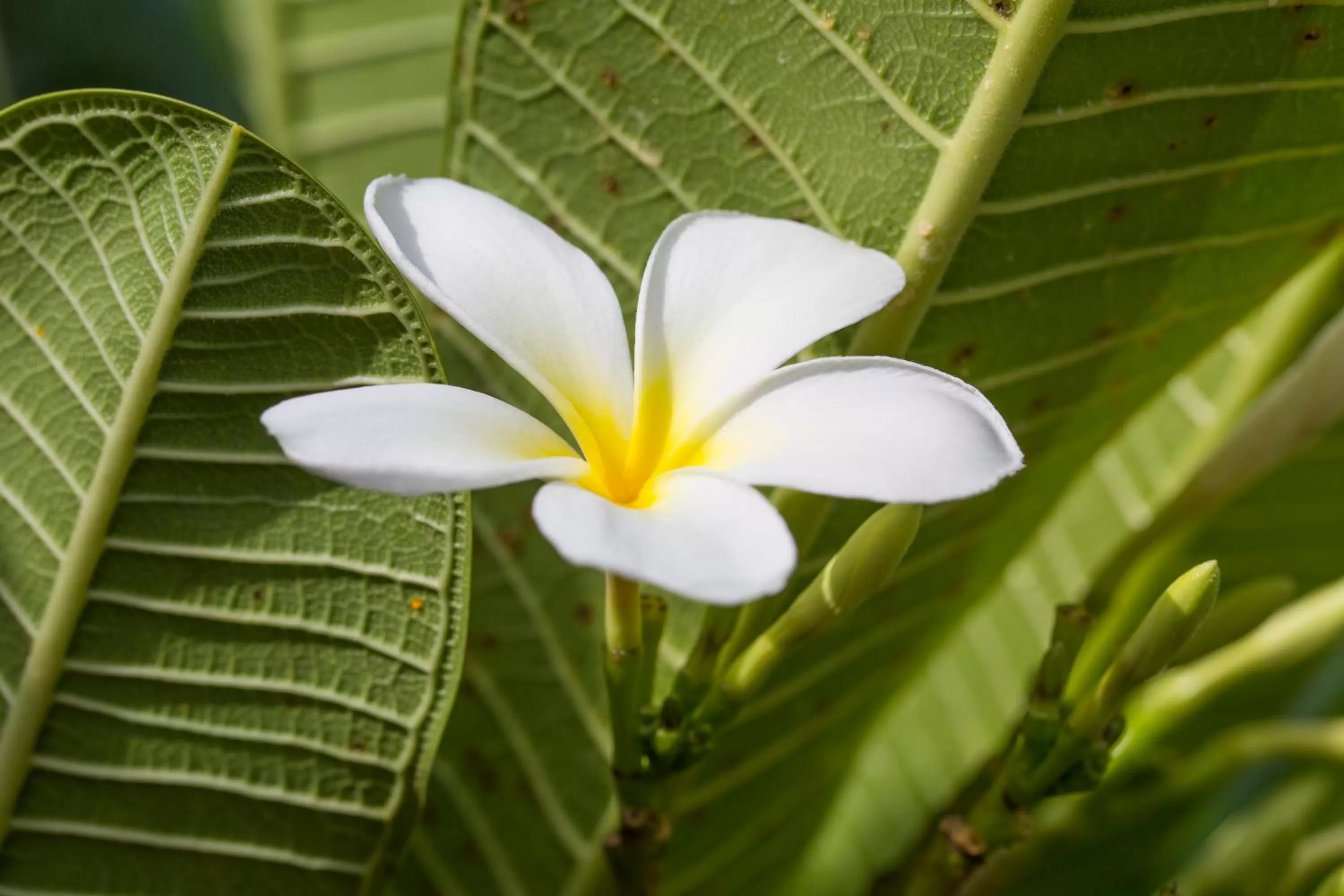 Other in Fiji Gateway Hotel