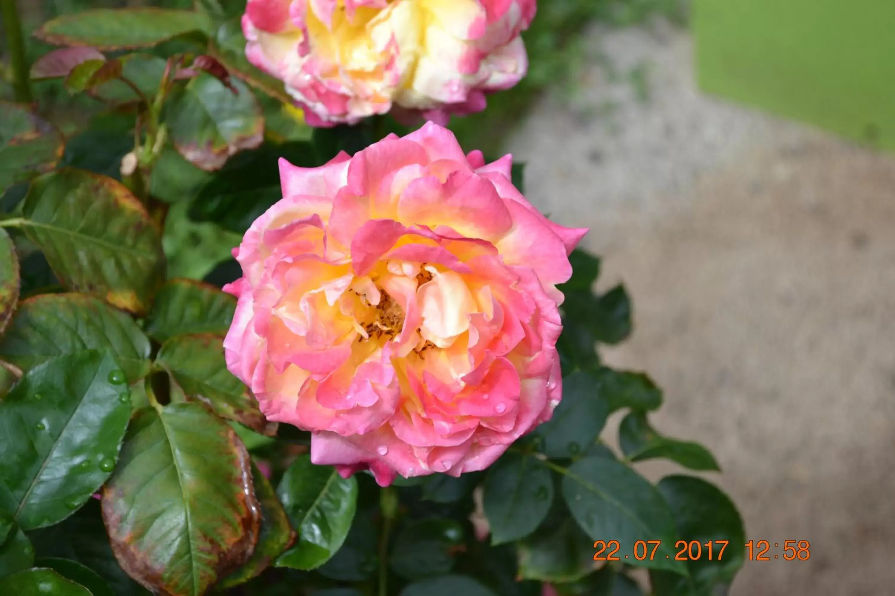 Garden in Hôtel Le Castel