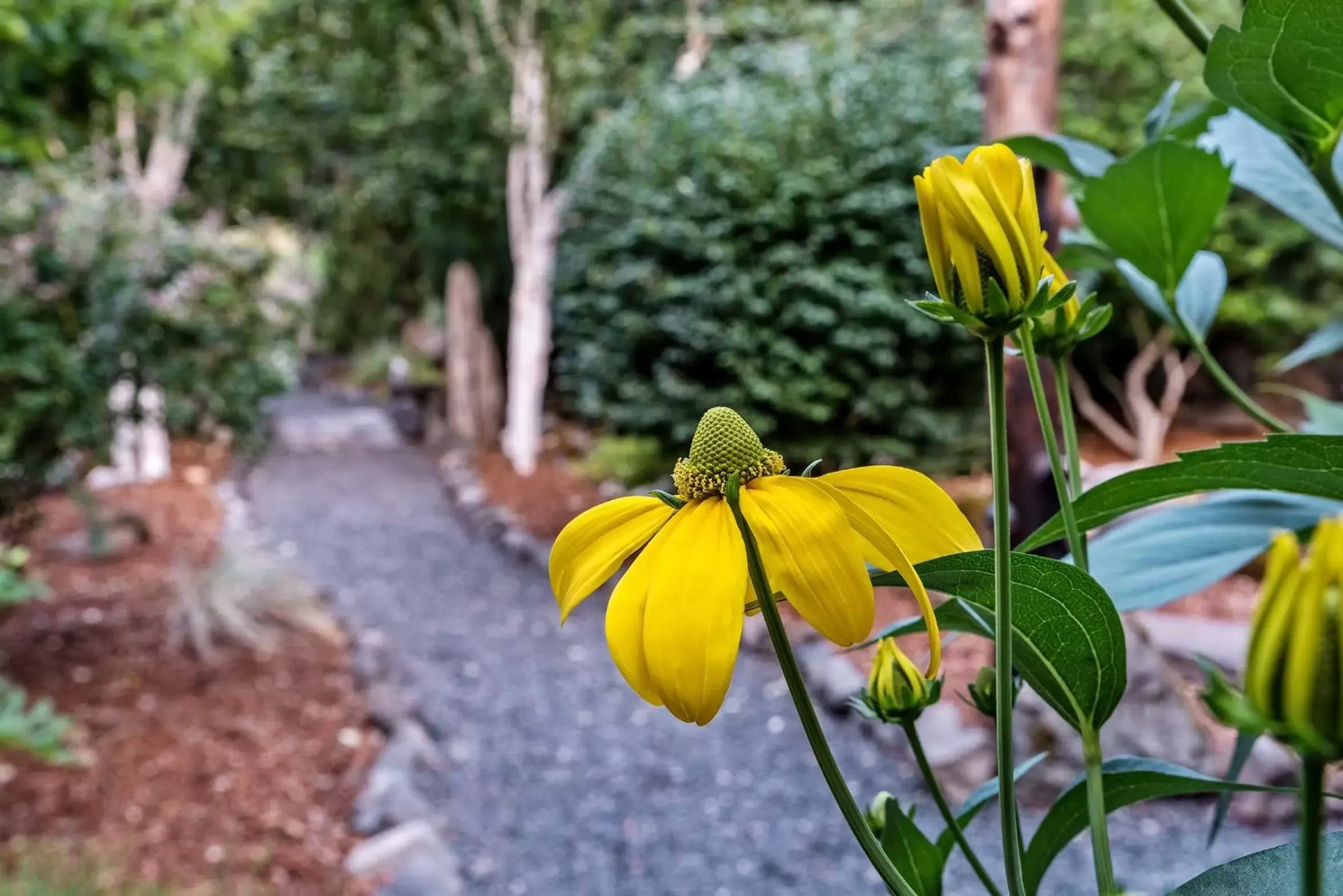 Garden in Carson Ridge Luxury Cabins