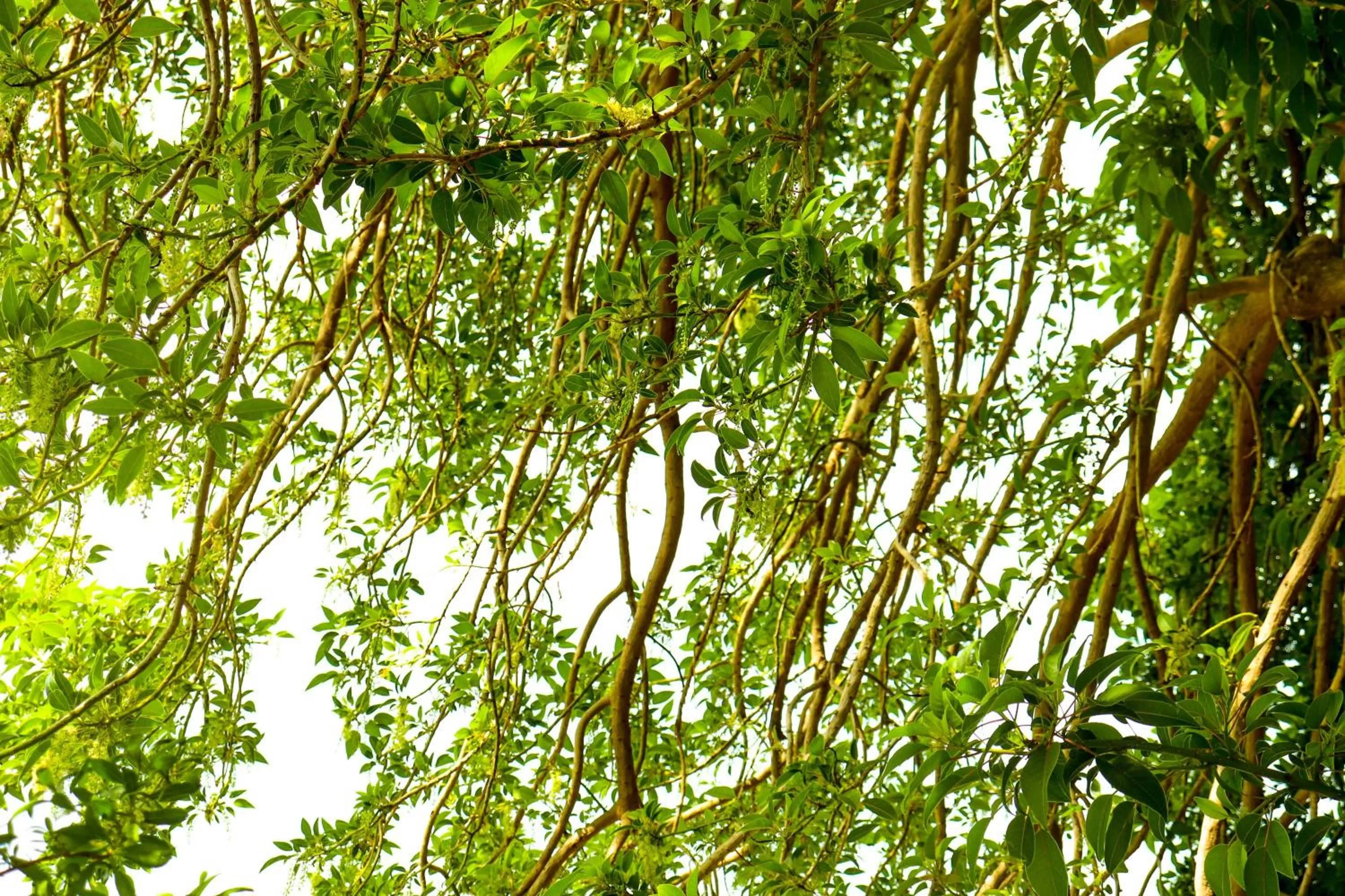 Natural Landscape in Casa Flora