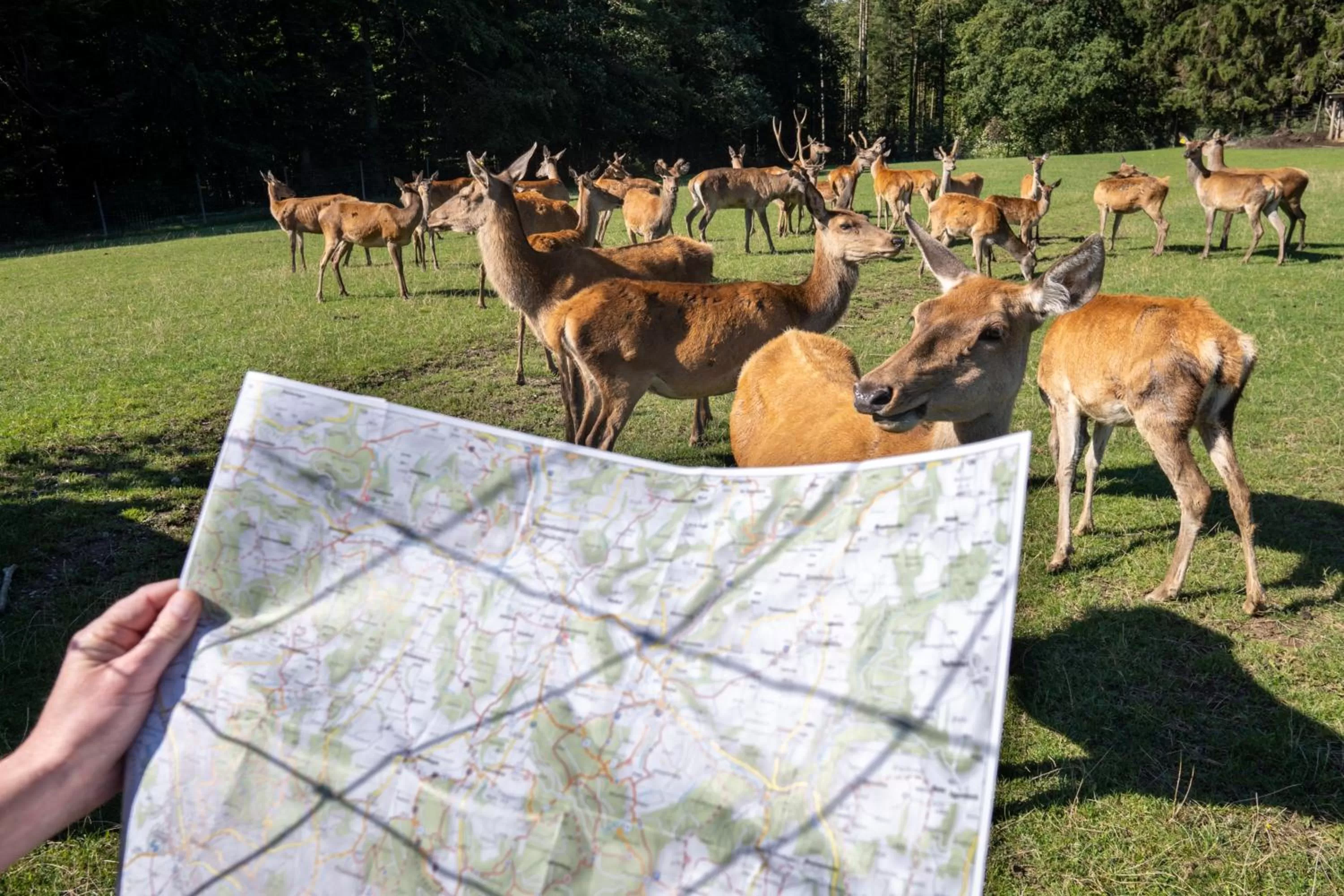 Nearby landmark in Berggasthof Höchsten