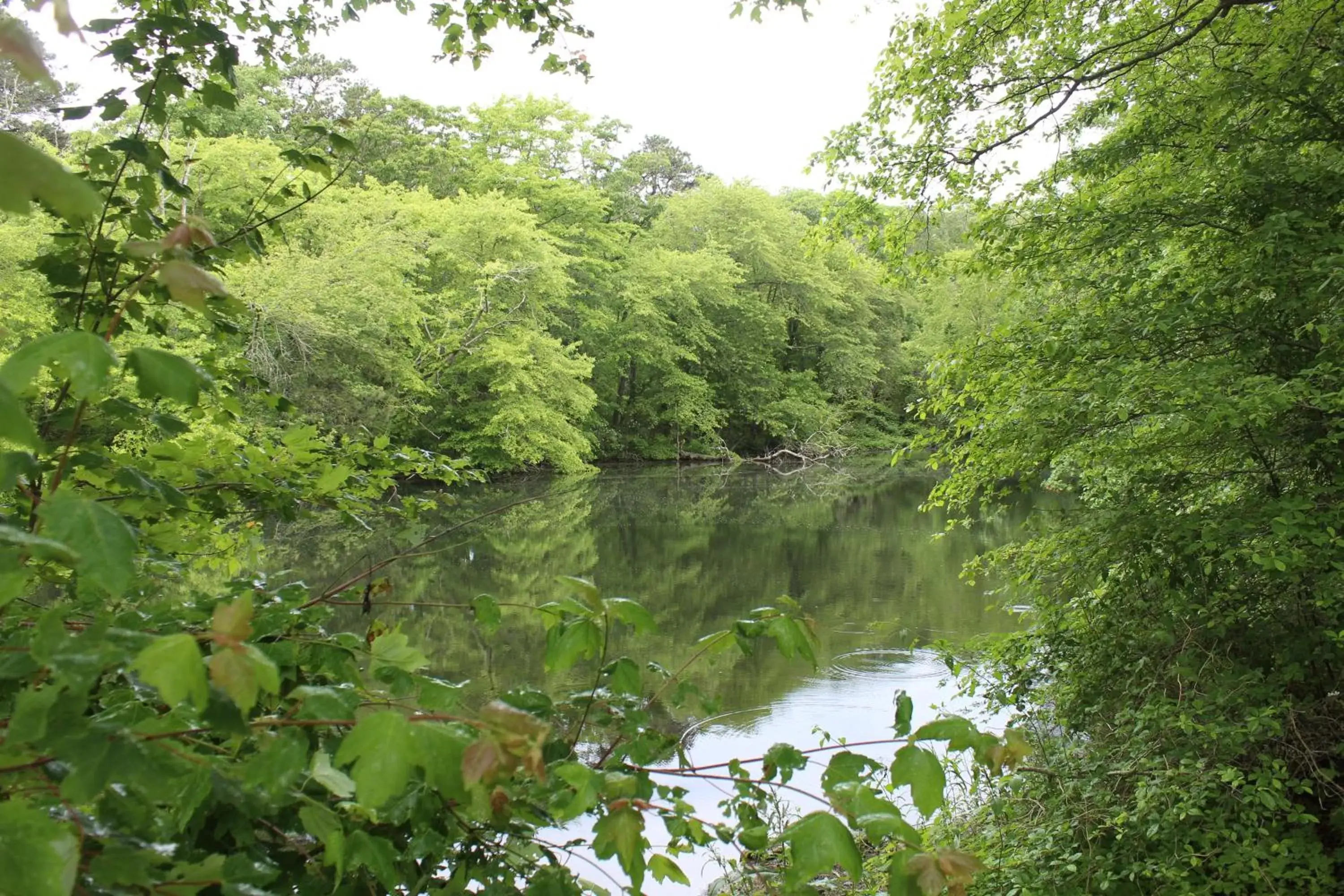 Natural Landscape in Herring Run Motel and Tiny Cabins