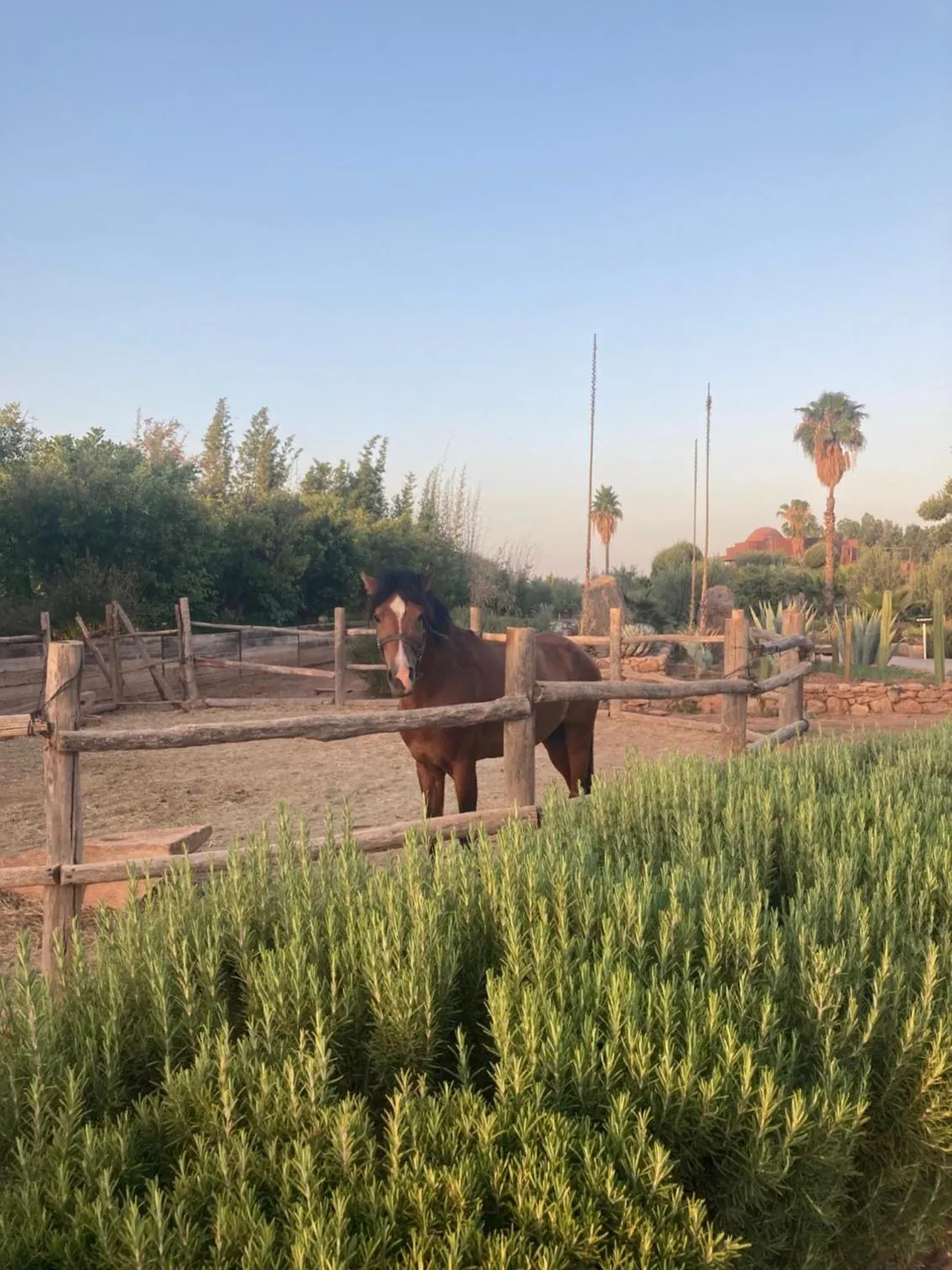 Garden in Fellah Hotel