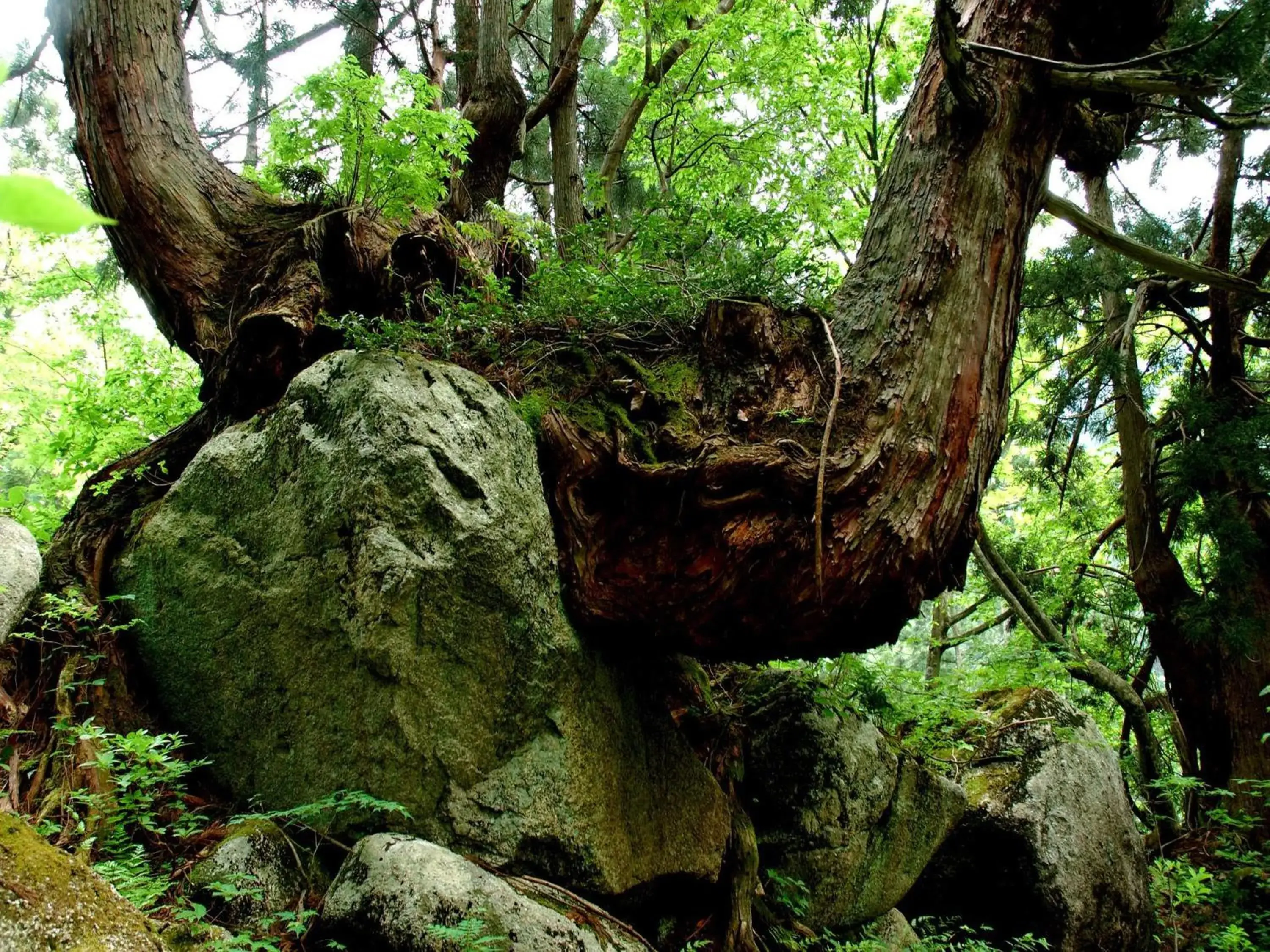 Natural Landscape in Apa Hotel Uozu-Ekimae