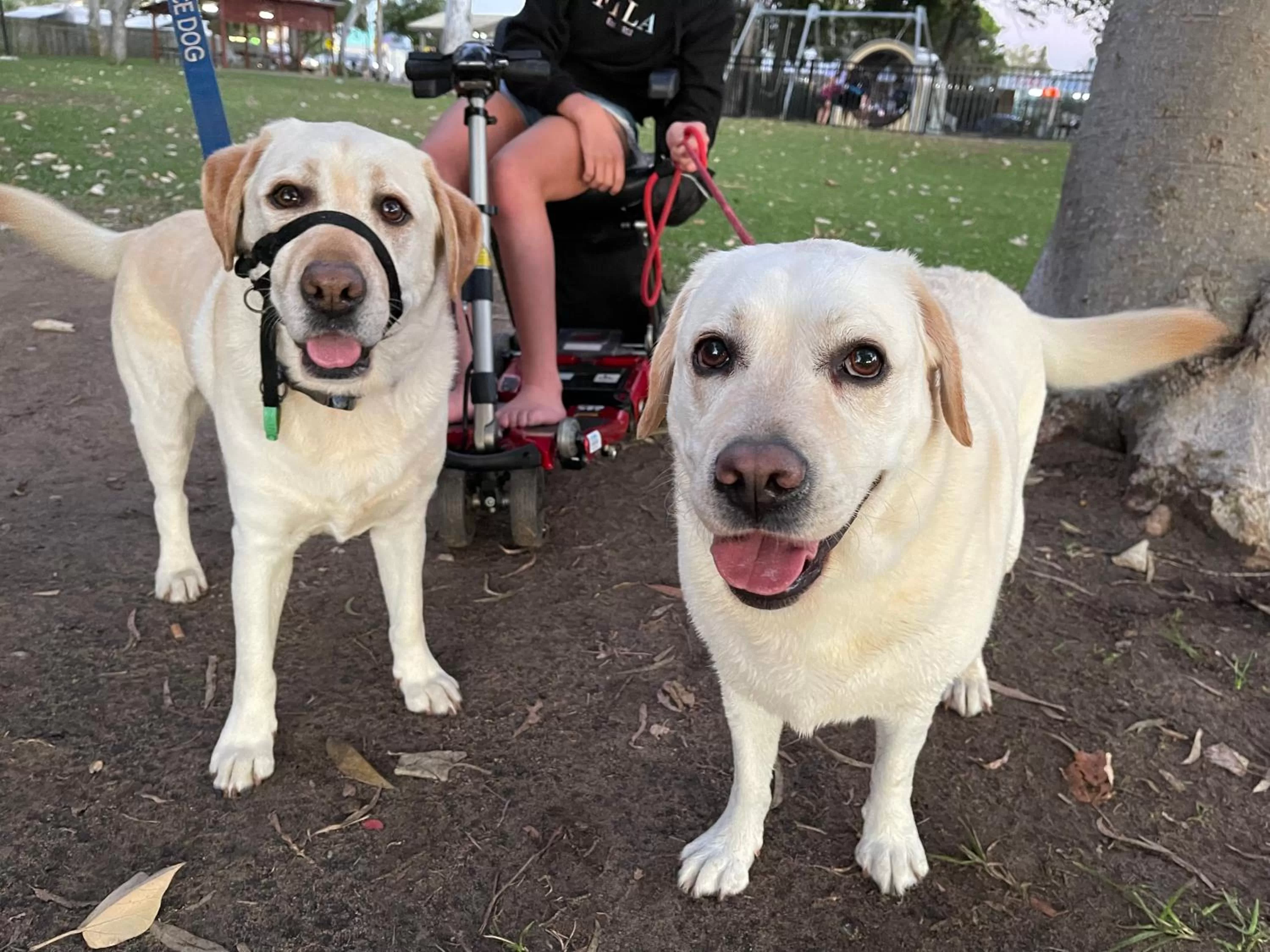 Pets in Torquay Terrace Bed & Breakfast