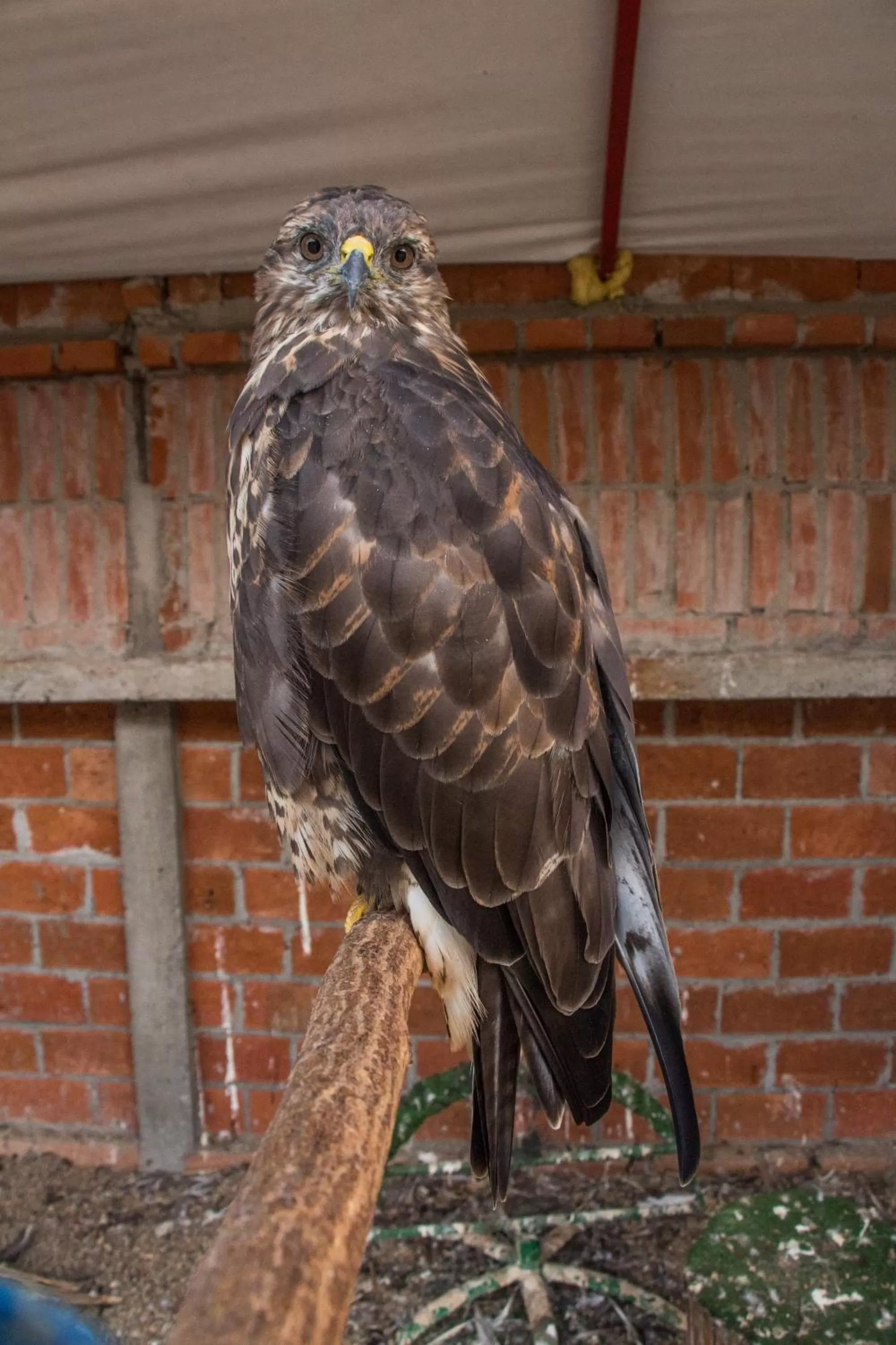 Animals in Etno selo Vile Jefimija, selo Preobrazenje, Vranje