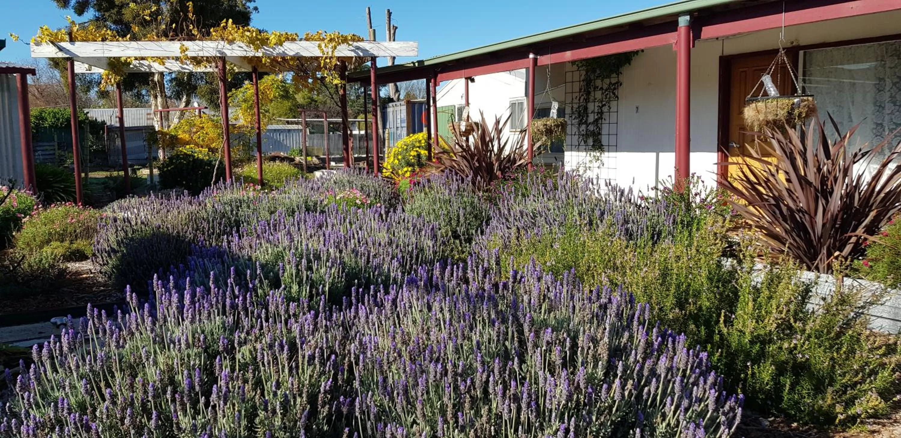Garden in Clunes Motel