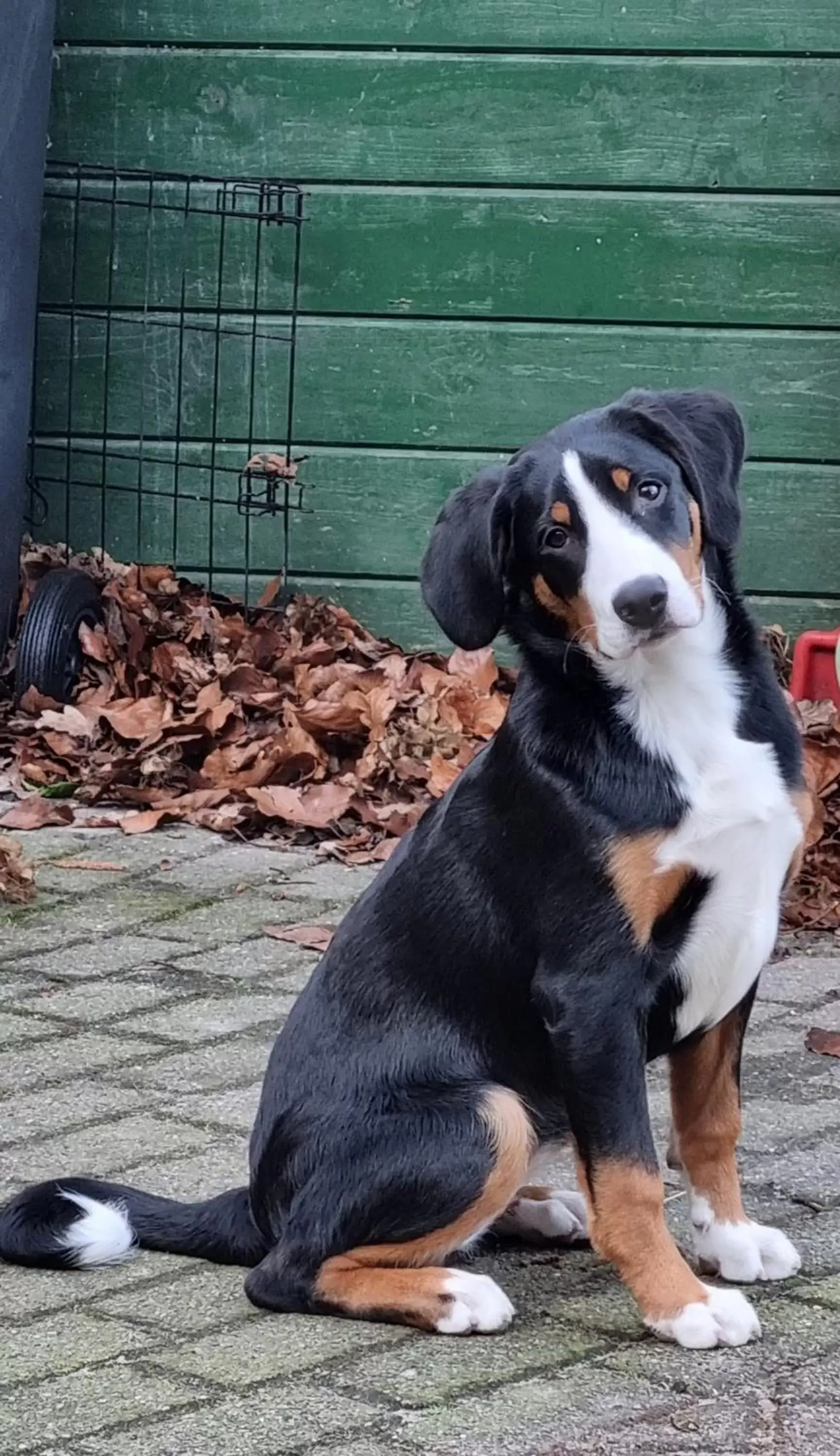 Pets in Het Voorhuis boerderij Hoeve Vrede Best