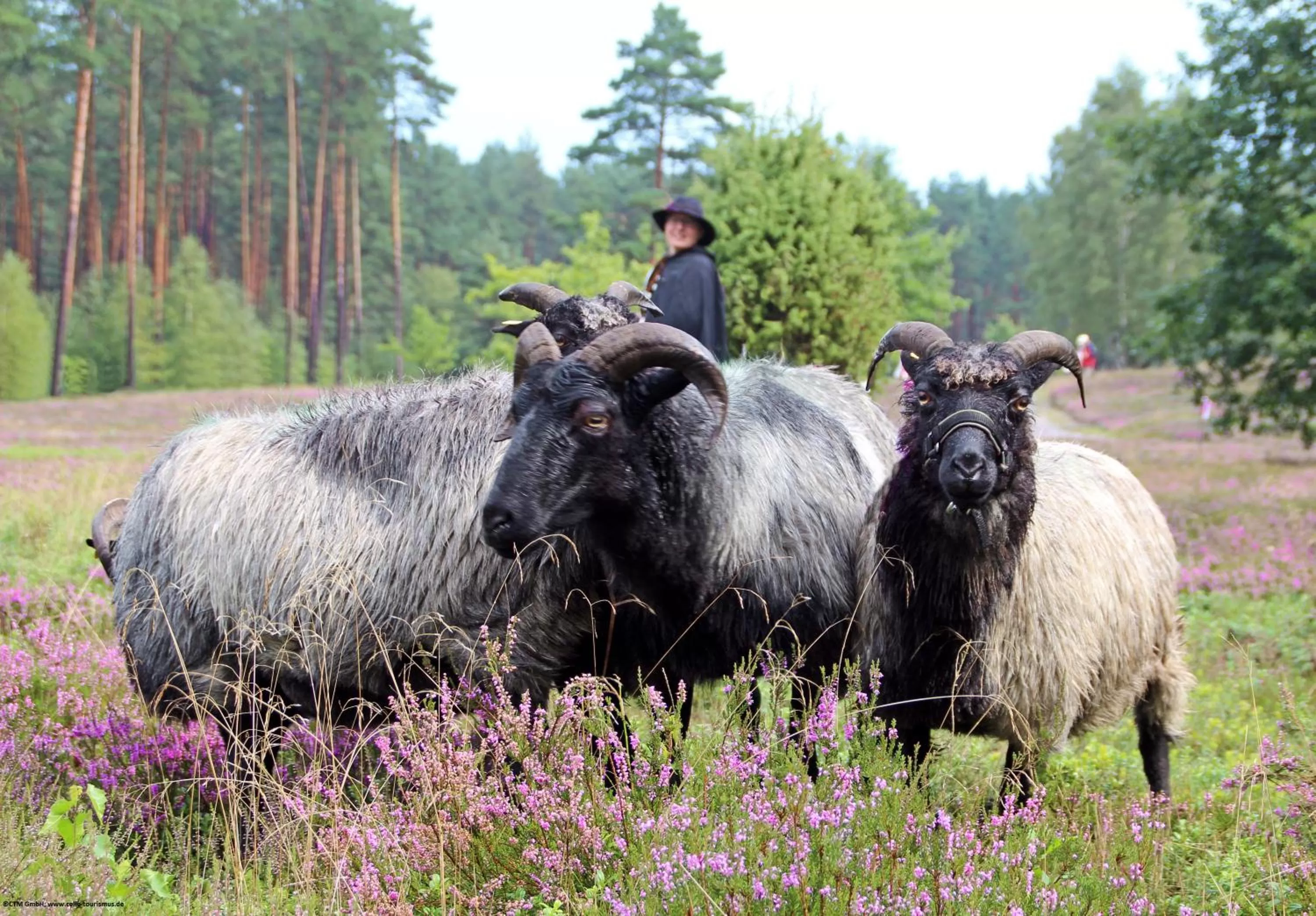 Natural landscape in Heidekönig Hotel Celle