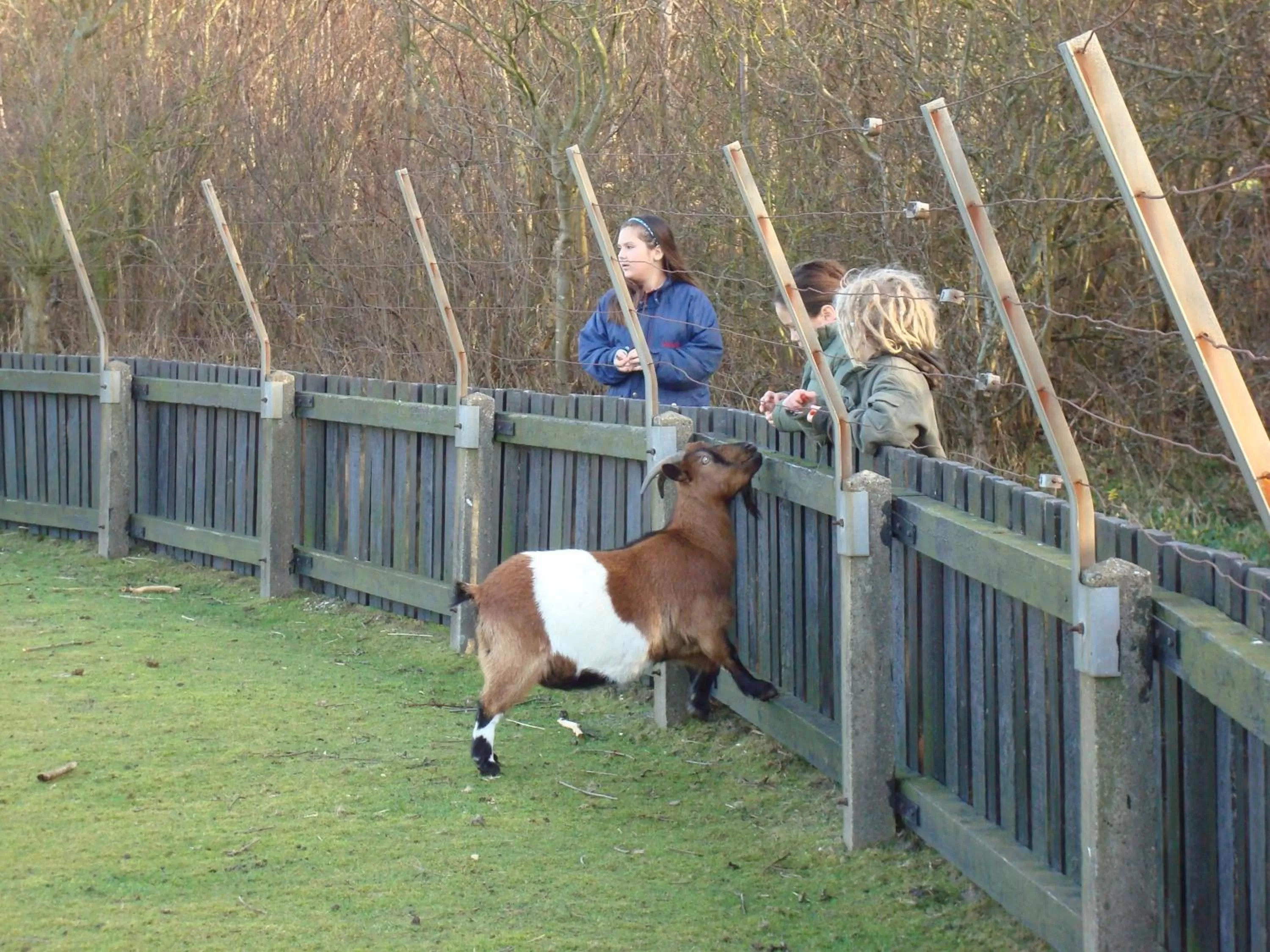 Animals in Hotel Rasch
